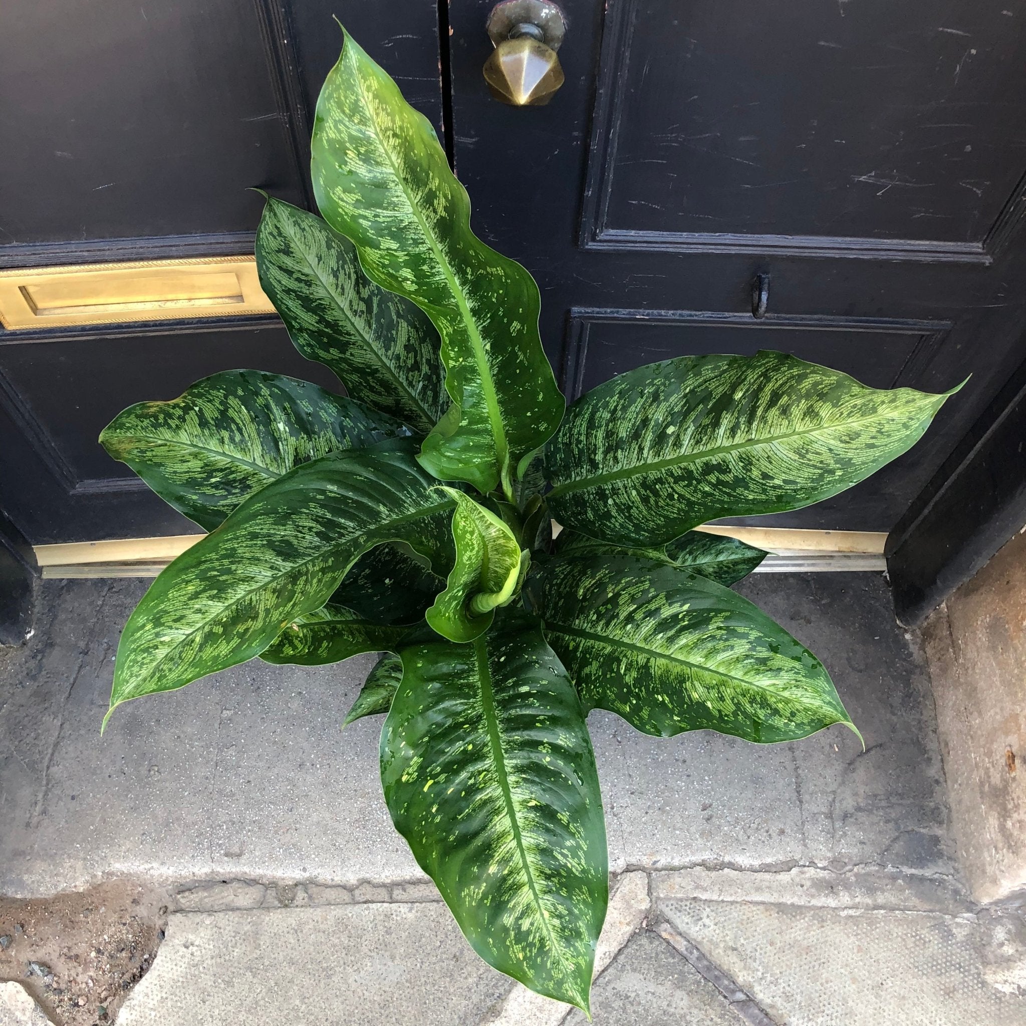 Dieffenbachia ‘Memoria Corsii’ - grow urban. UK