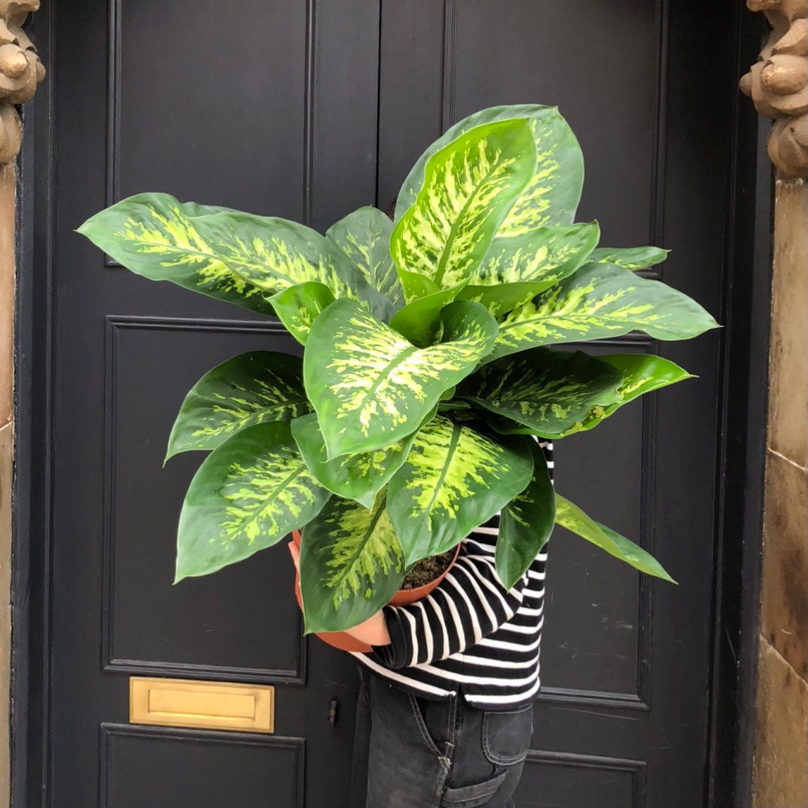 dieffenbachia growth Dieffenbachia 'Reeva' | Dumb Cane