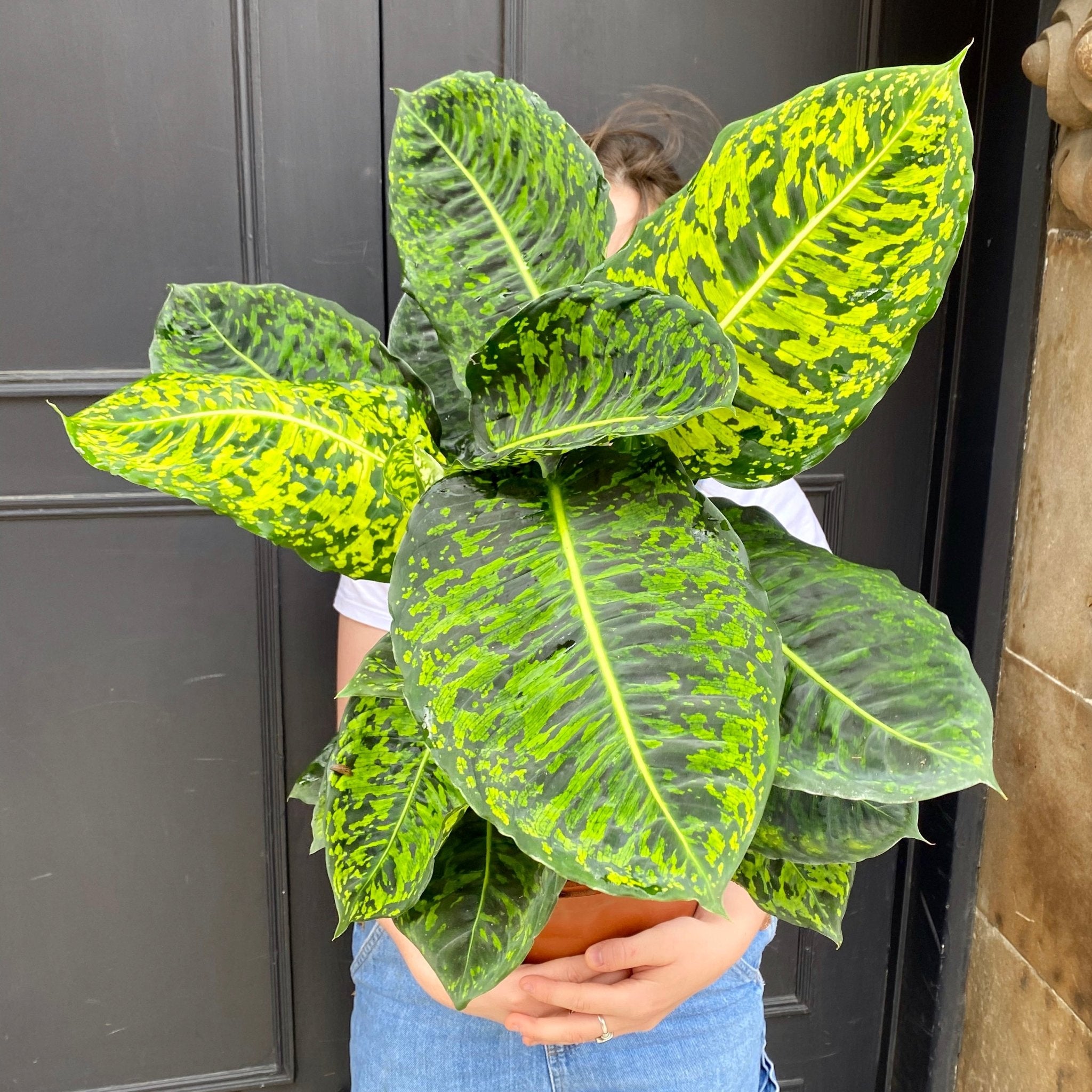 Dieffenbachia ‘Reflector’ (24cm pot) - grow urban. UK