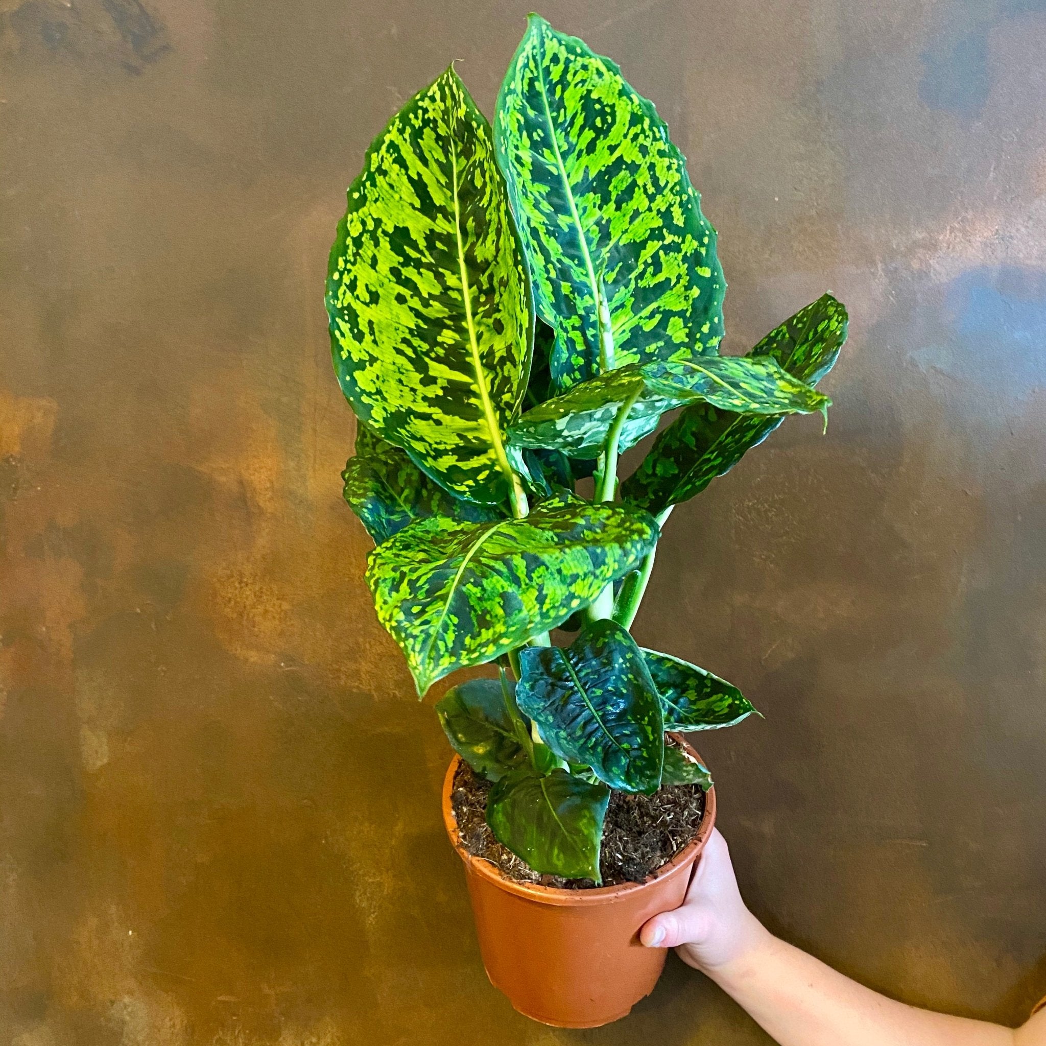 Dieffenbachia ‘Reflector’ - grow urban. UK