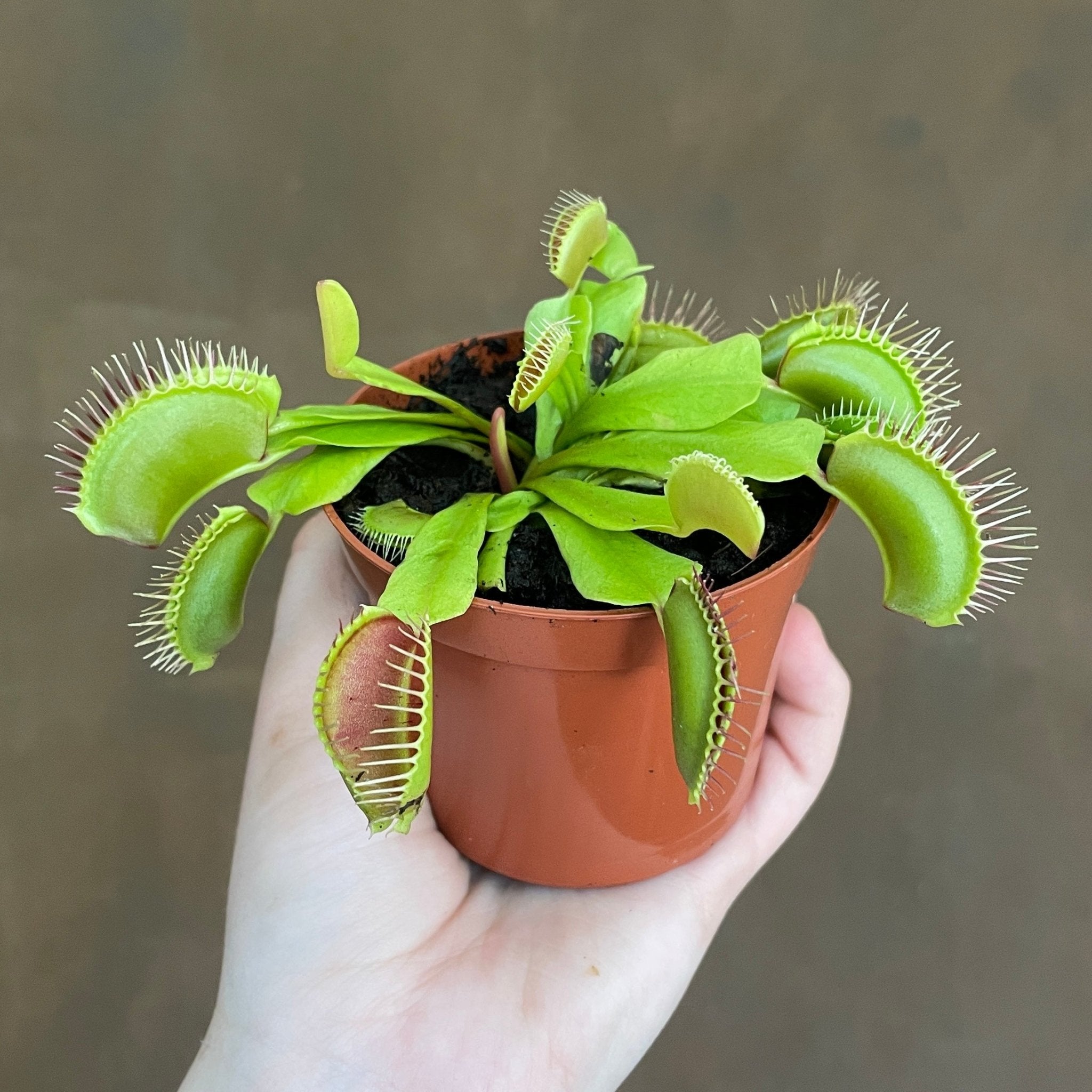 Dionaea muscipula - grow urban. UK
