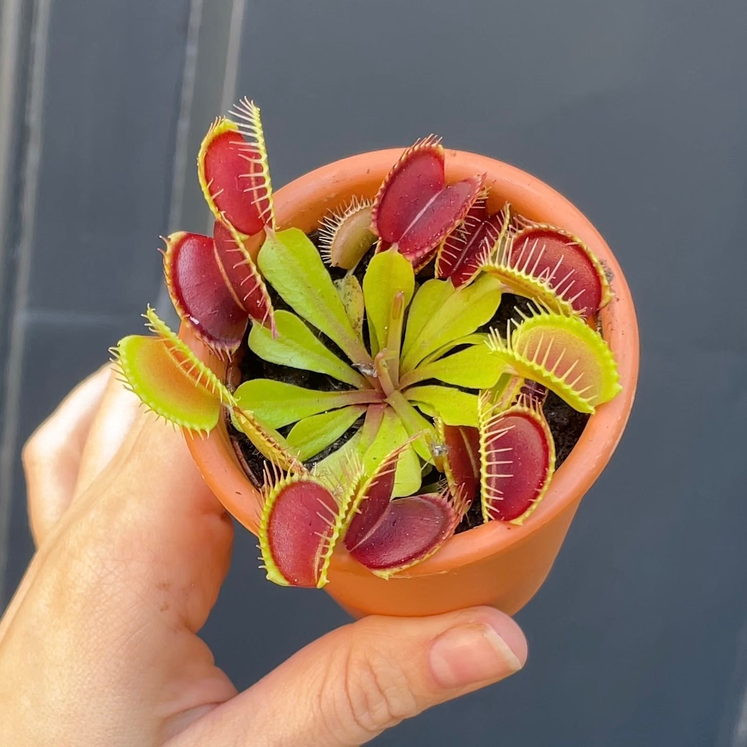 Dionaea muscipula (with terracotta pot) - grow urban. UK