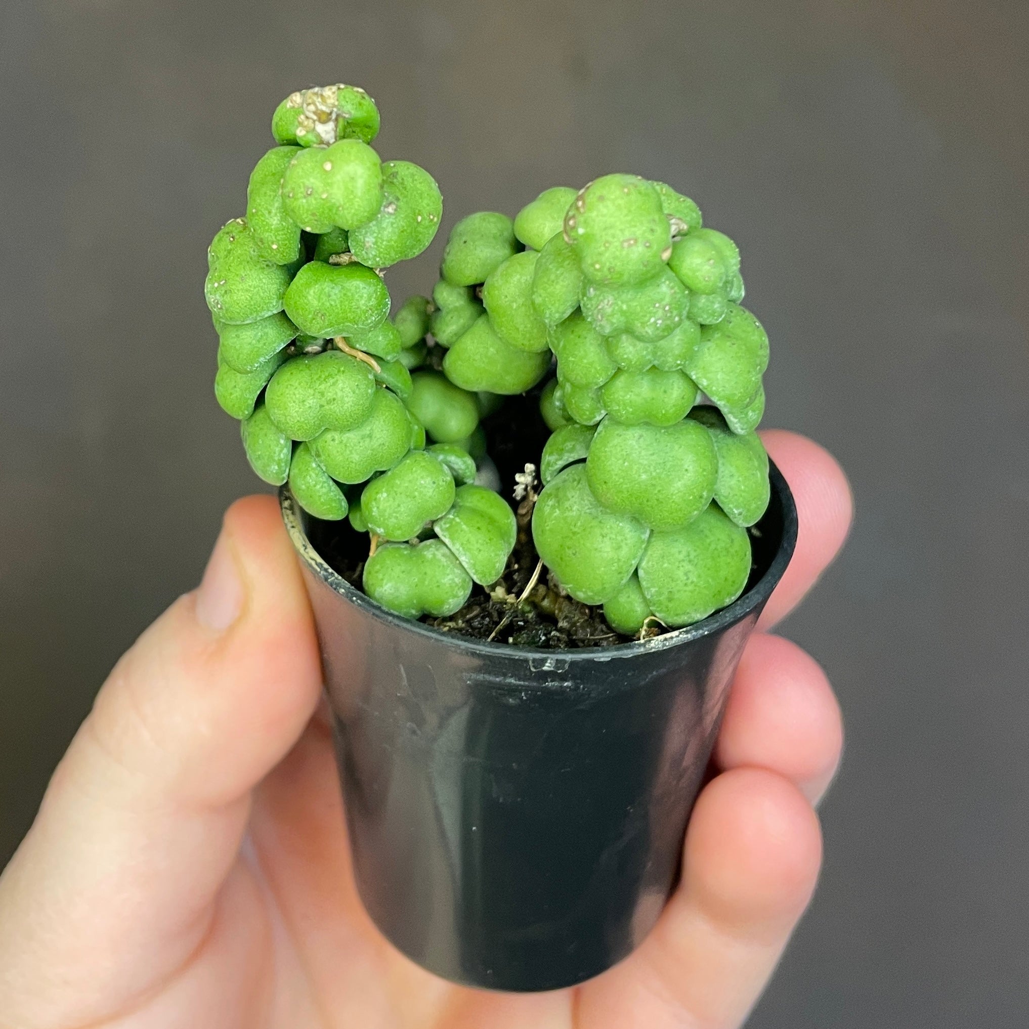pangolin succulent Dischidia 'Ideaminubu' [Pangolin Kisses]