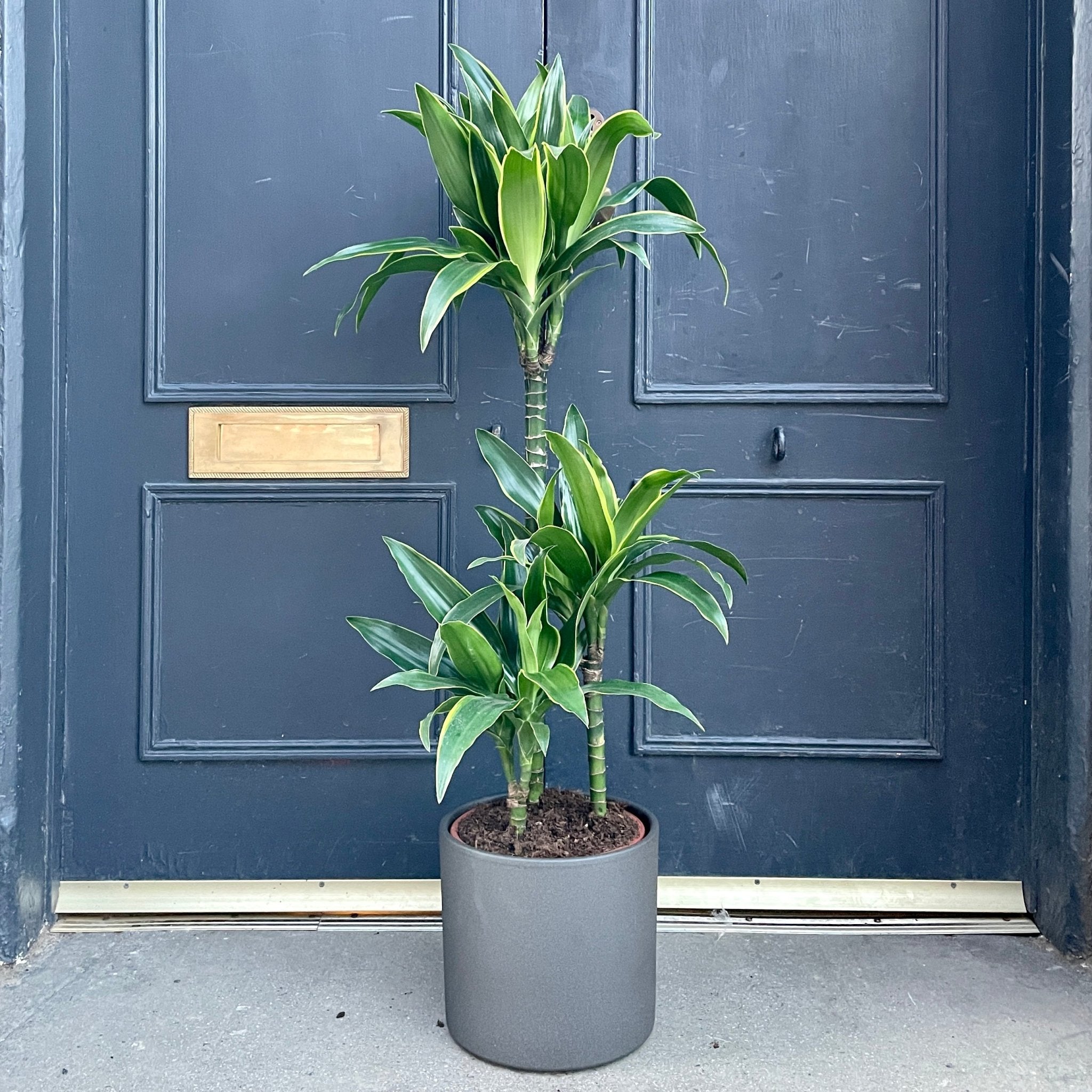 Dracaena ‘Art’ (21cm pot) - grow urban. UK
