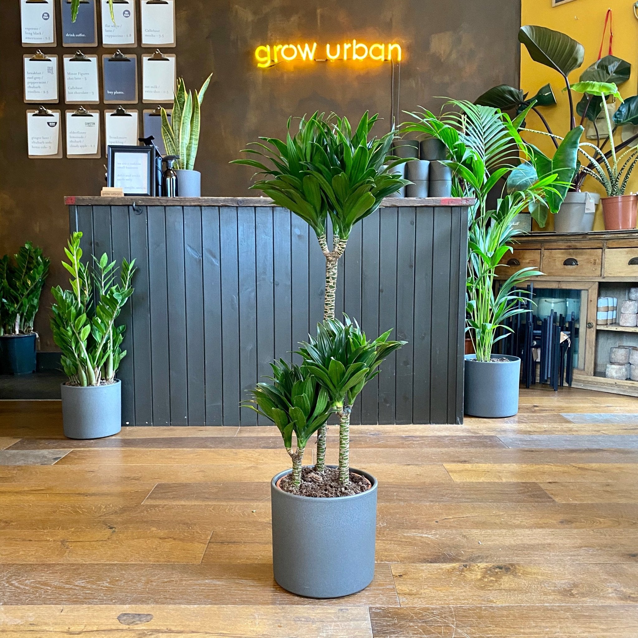 Dracaena ‘Compacta’ (21cm pot) - grow urban. UK
