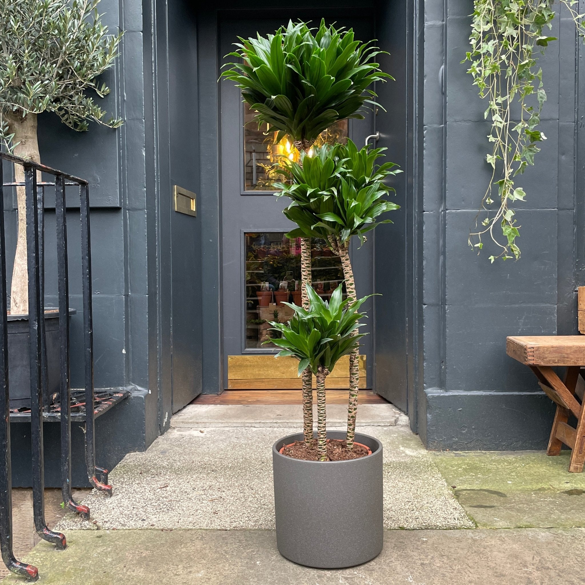 Dracaena ‘Compacta’ (24cm pot) - grow urban. UK