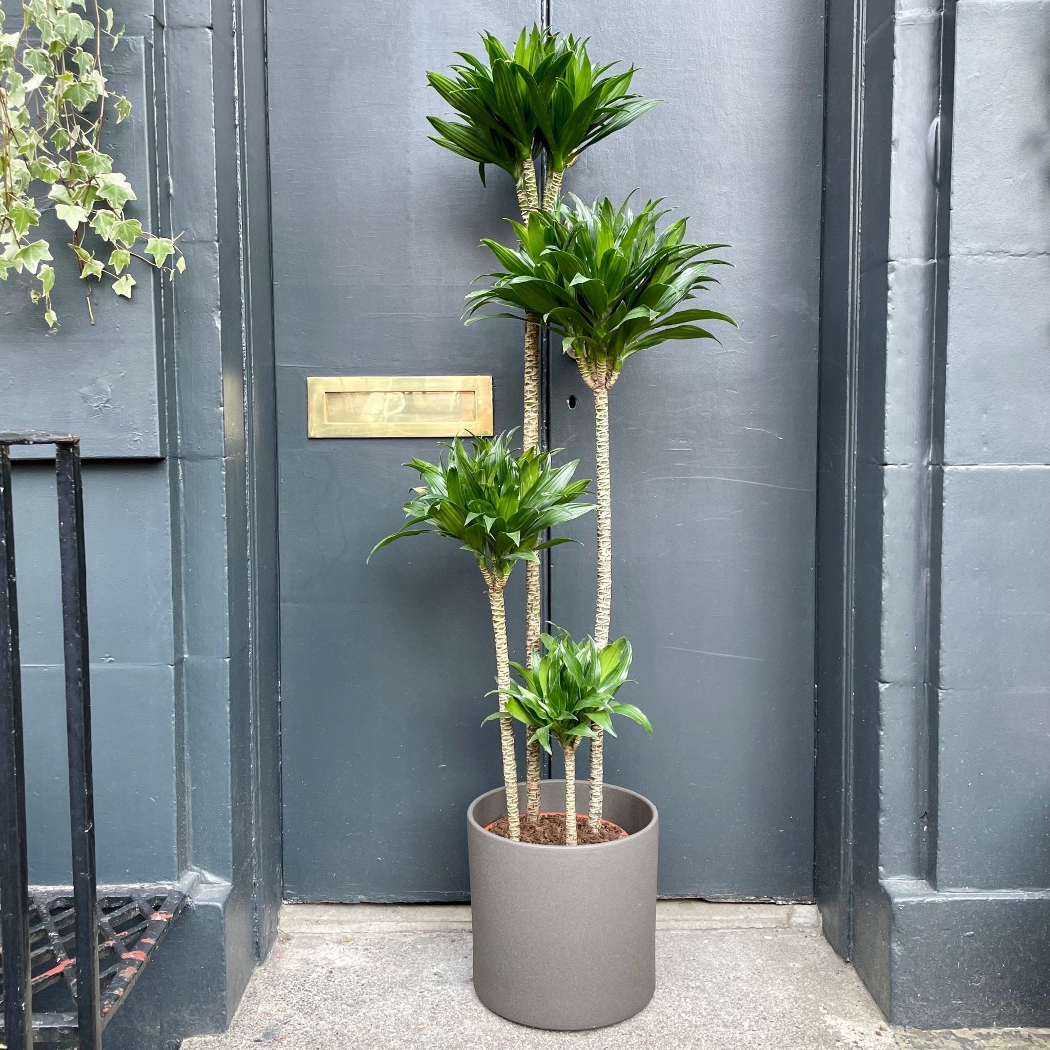 Dracaena ‘Compacta’ (27cm pot) - grow urban. UK