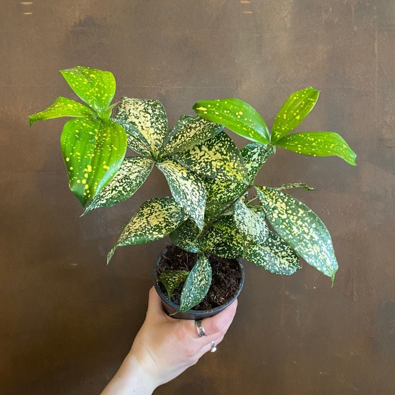 dracaena godseffiana gold dust Dracaena 'Gold Dust'