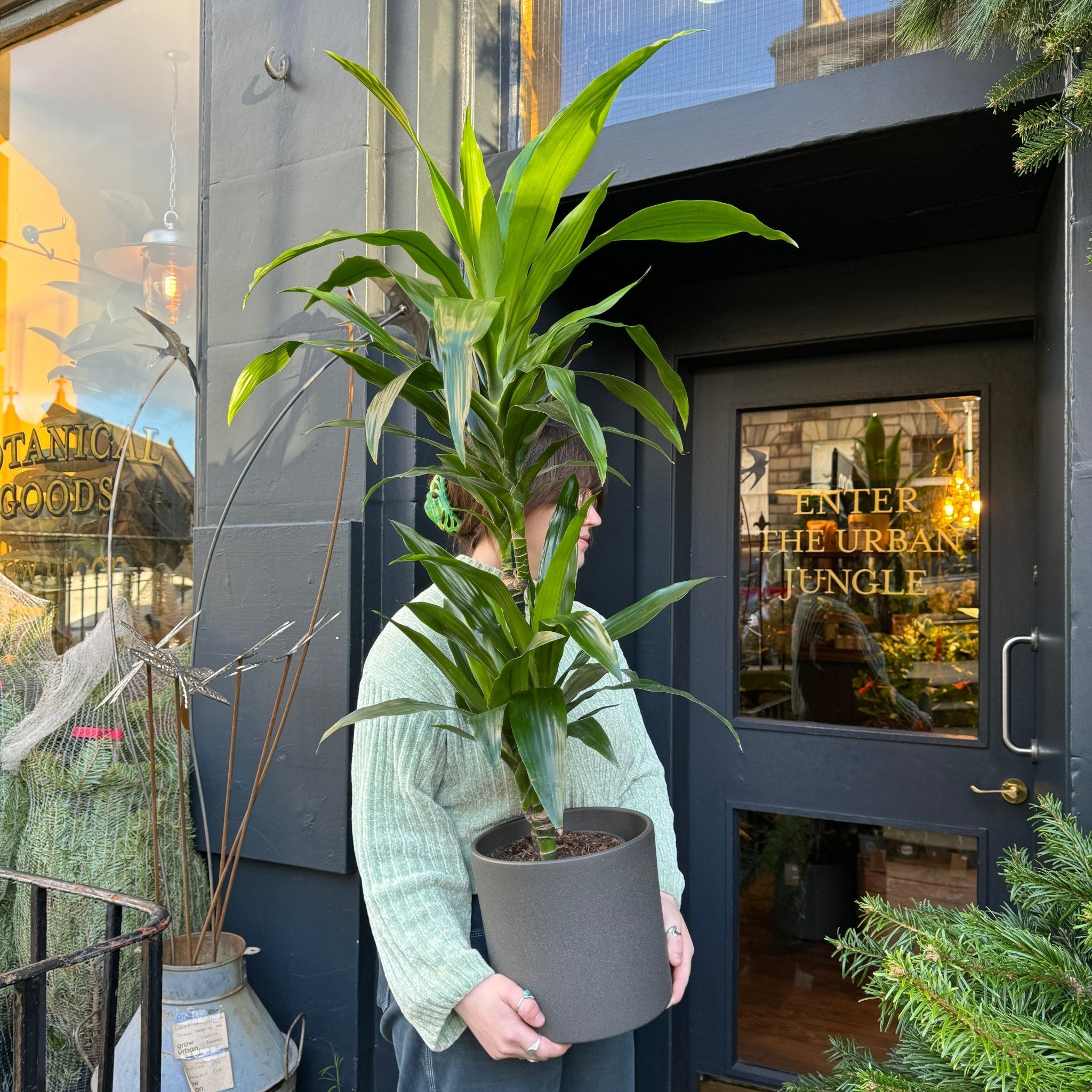 Dracaena ‘Janet Craig’ (100cm) - grow urban. UK