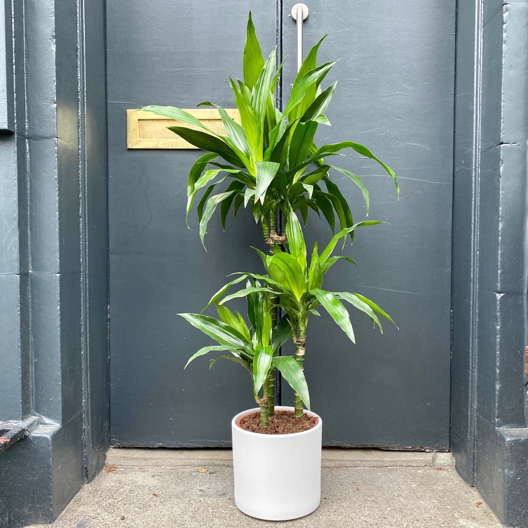 Dracaena 'Janet Craig' (120cm) - grow urban. UK