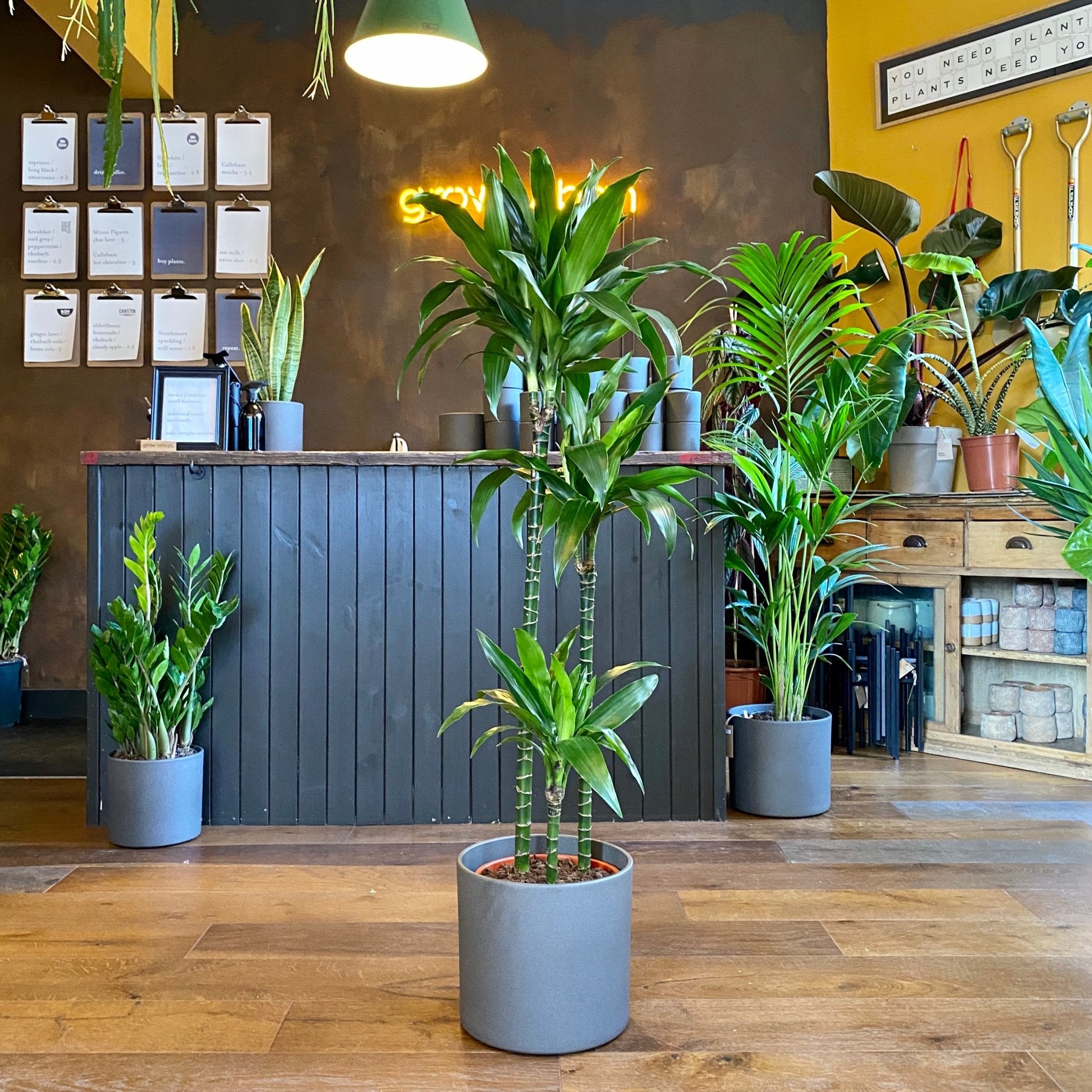 Dracaena ‘Janet Craig' (145cm) - grow urban. UK