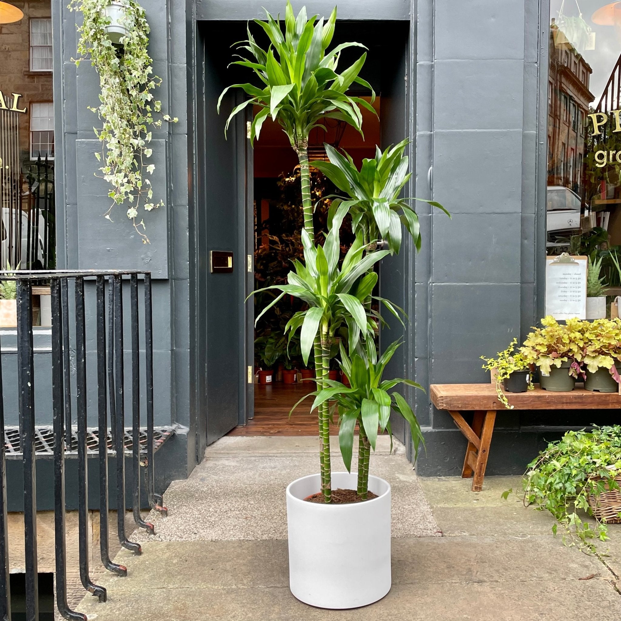 Dracaena ‘Janet Craig' (180cm) - grow urban. UK