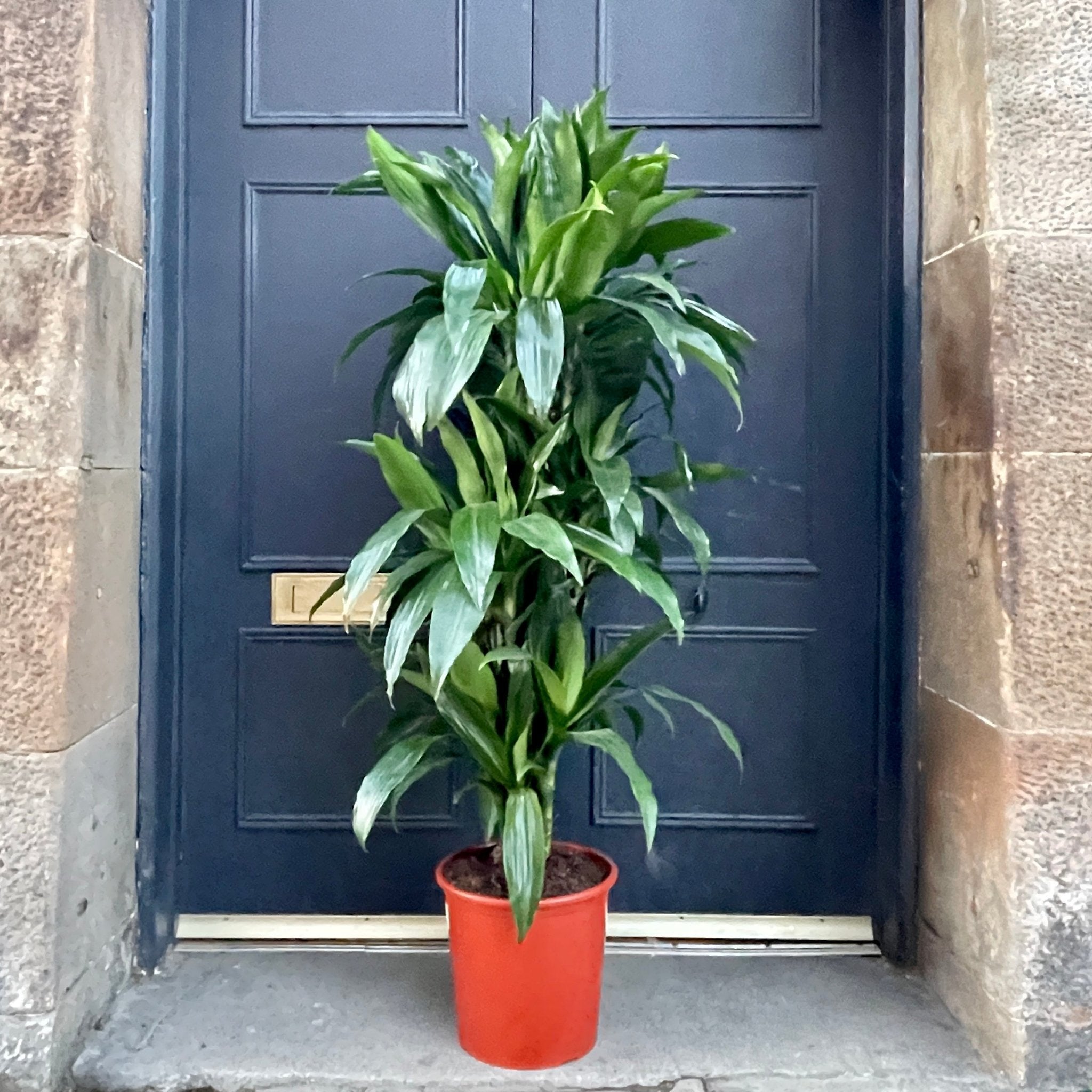 Dracaena ‘Janet Craig’ (branched) - grow urban. UK