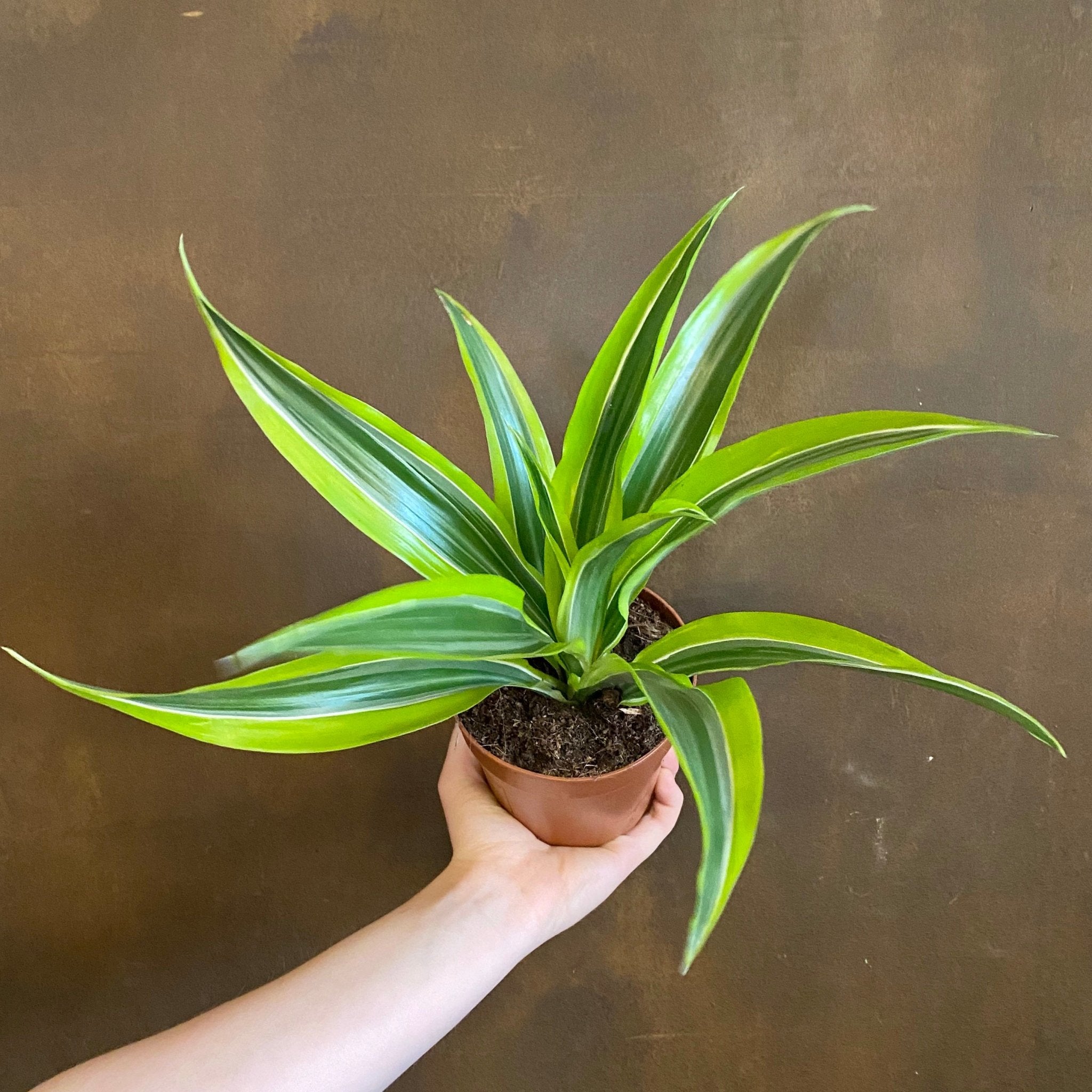 Dracaena ‘Lemon Lime’ (12cm pot) - grow urban. UK