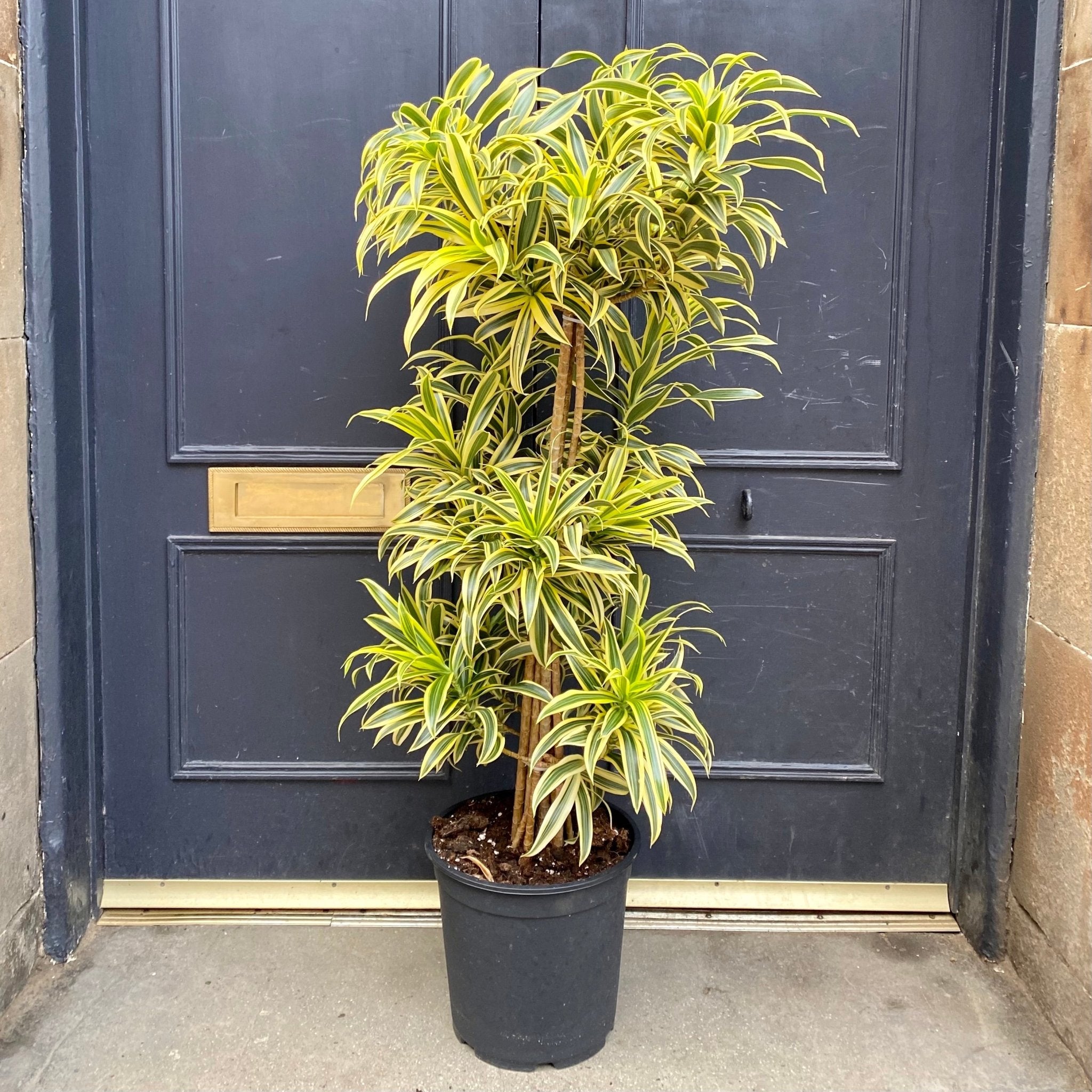 Dracaena reflexa ‘Song of India’ - grow urban. UK