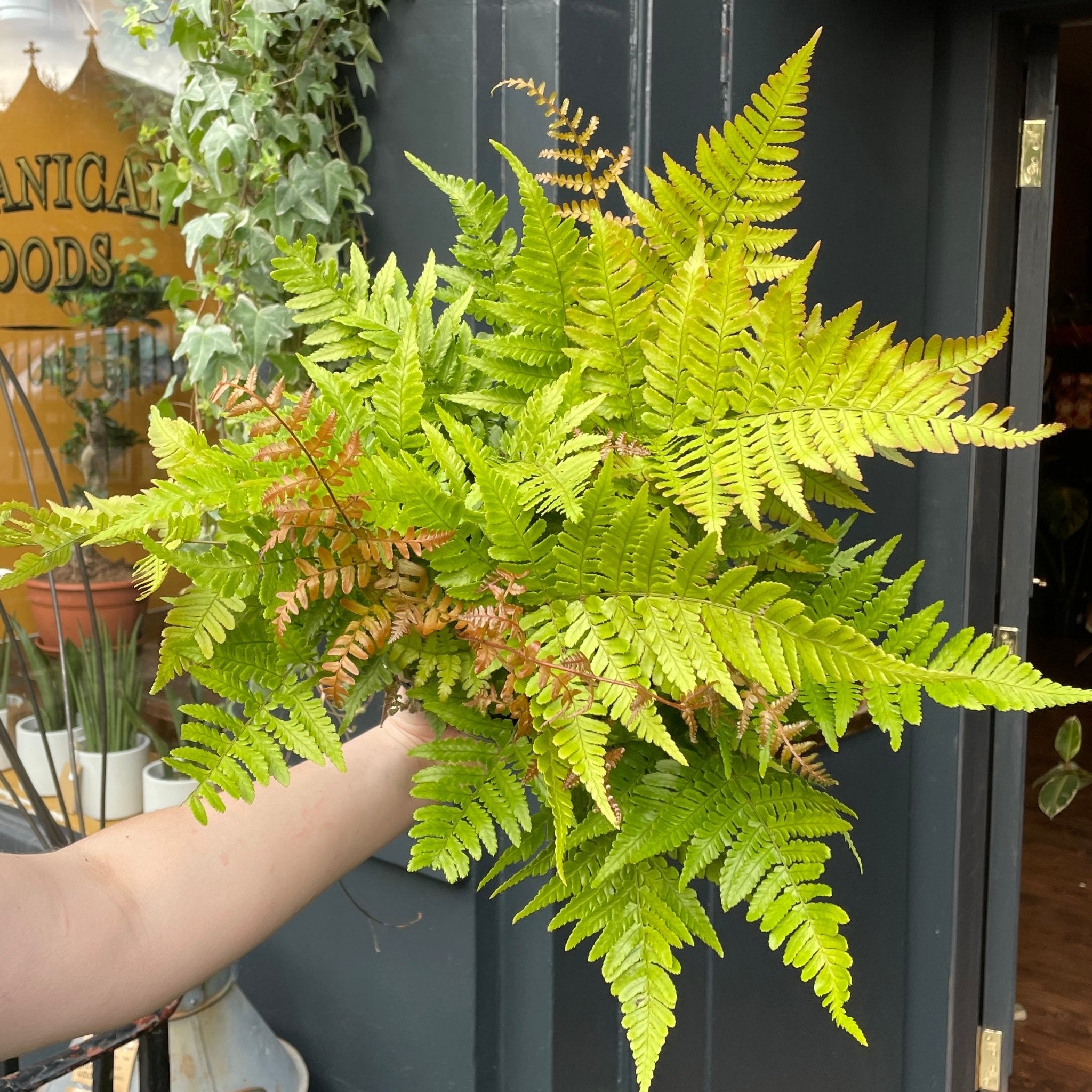 Dryopteris erythrosora var. prolifica - grow urban. UK