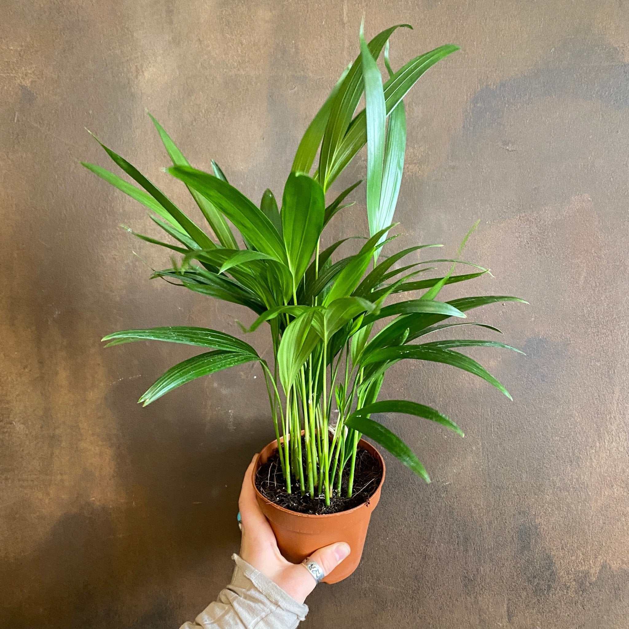Dypsis lutescens (12cm pot) - grow urban. UK