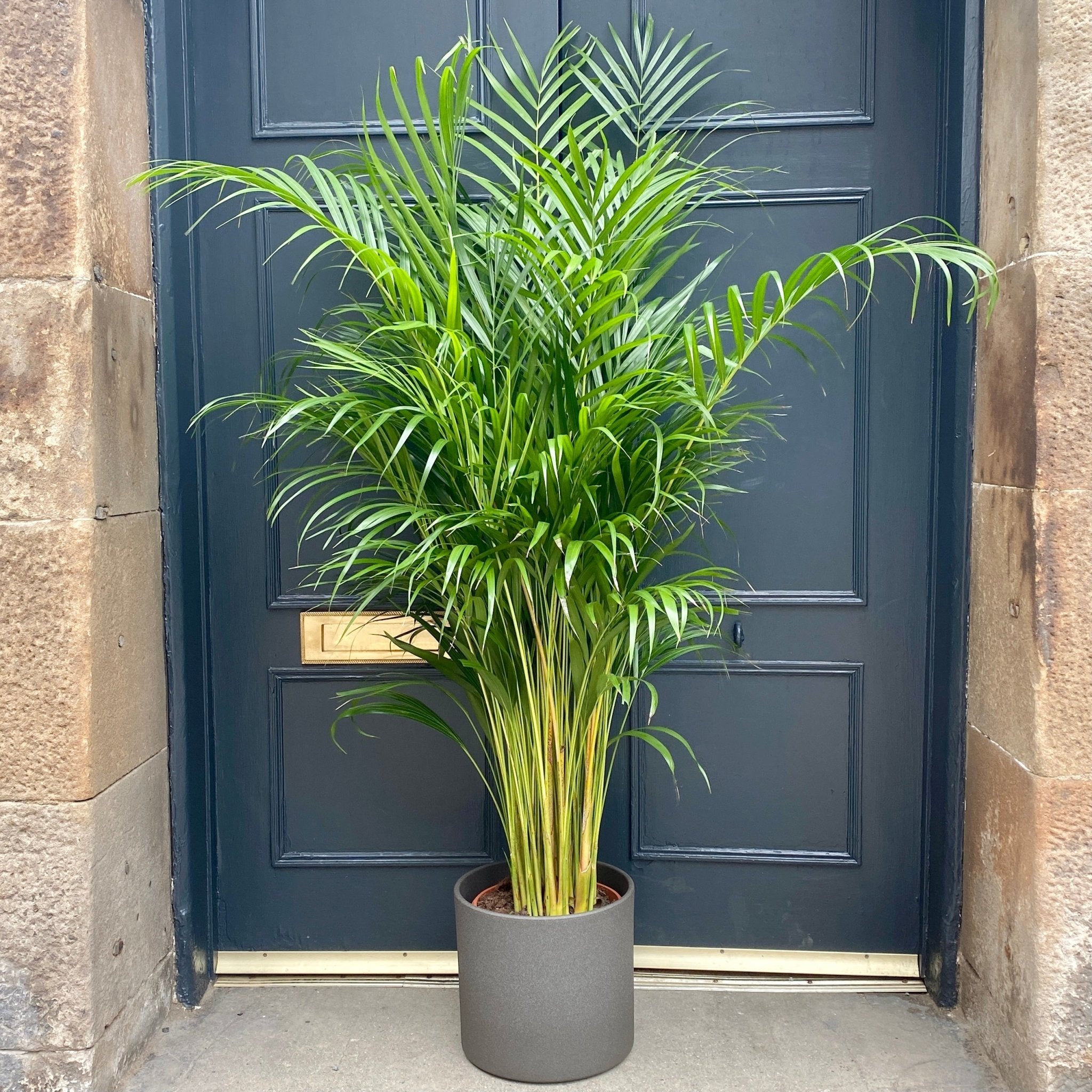 Dypsis lutescens (150cm) - grow urban. UK