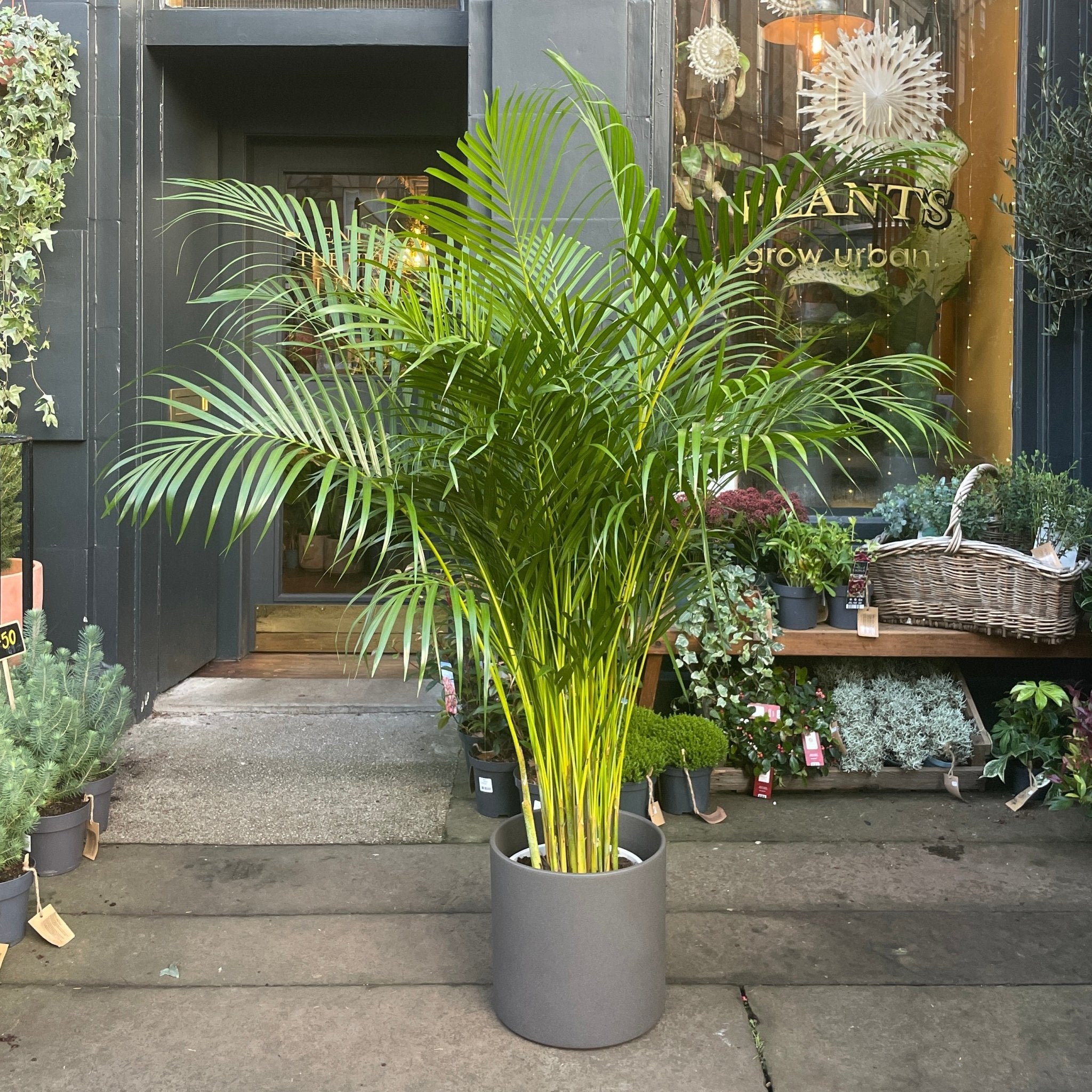 Dypsis lutescens (170cm) - grow urban. UK