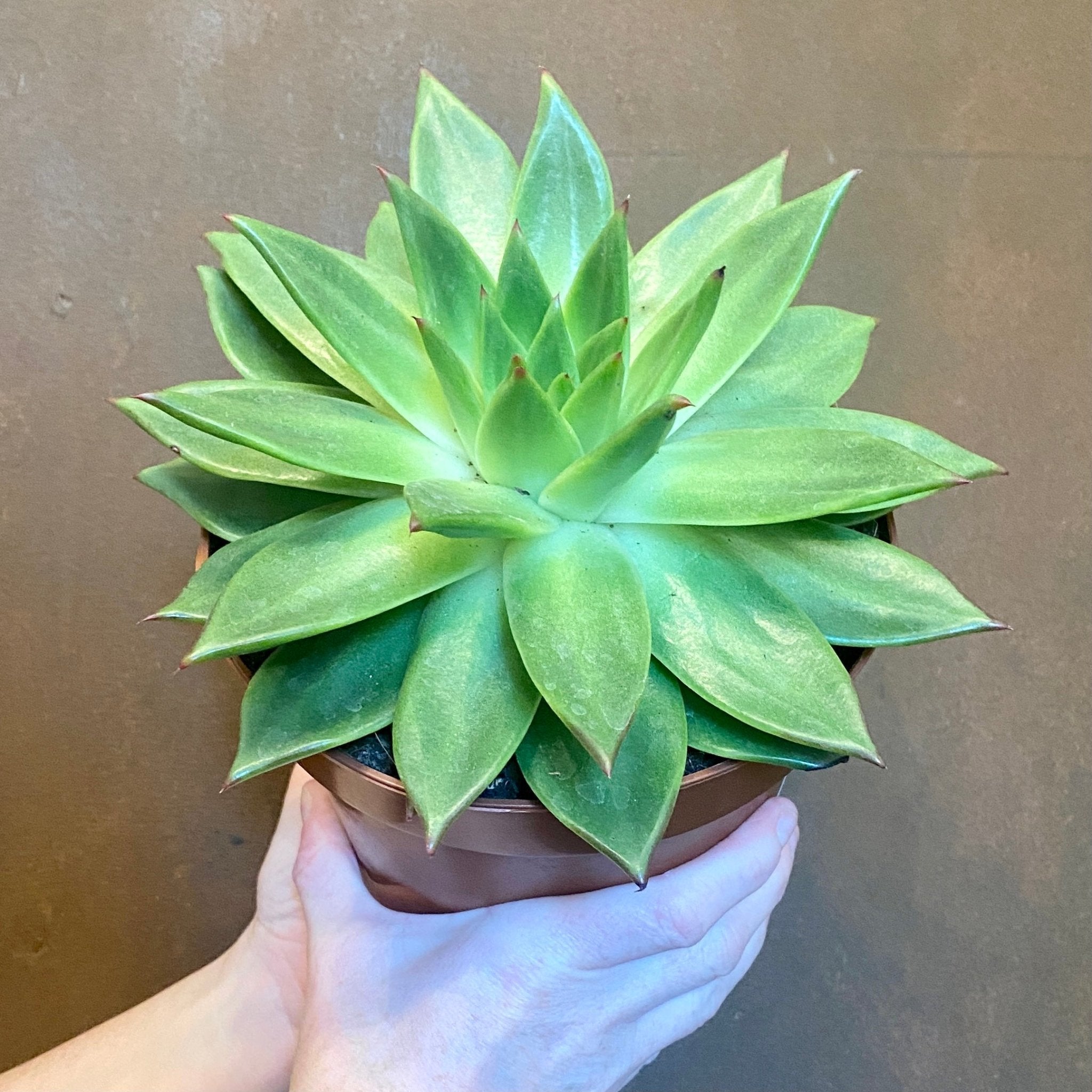 Echeveria agavoides (17cm pot) - grow urban. UK