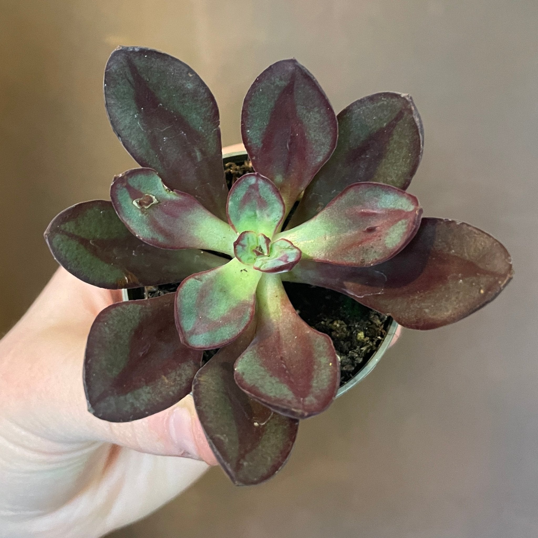 Echeveria nodulosa ‘Benitsukasa' - grow urban. UK