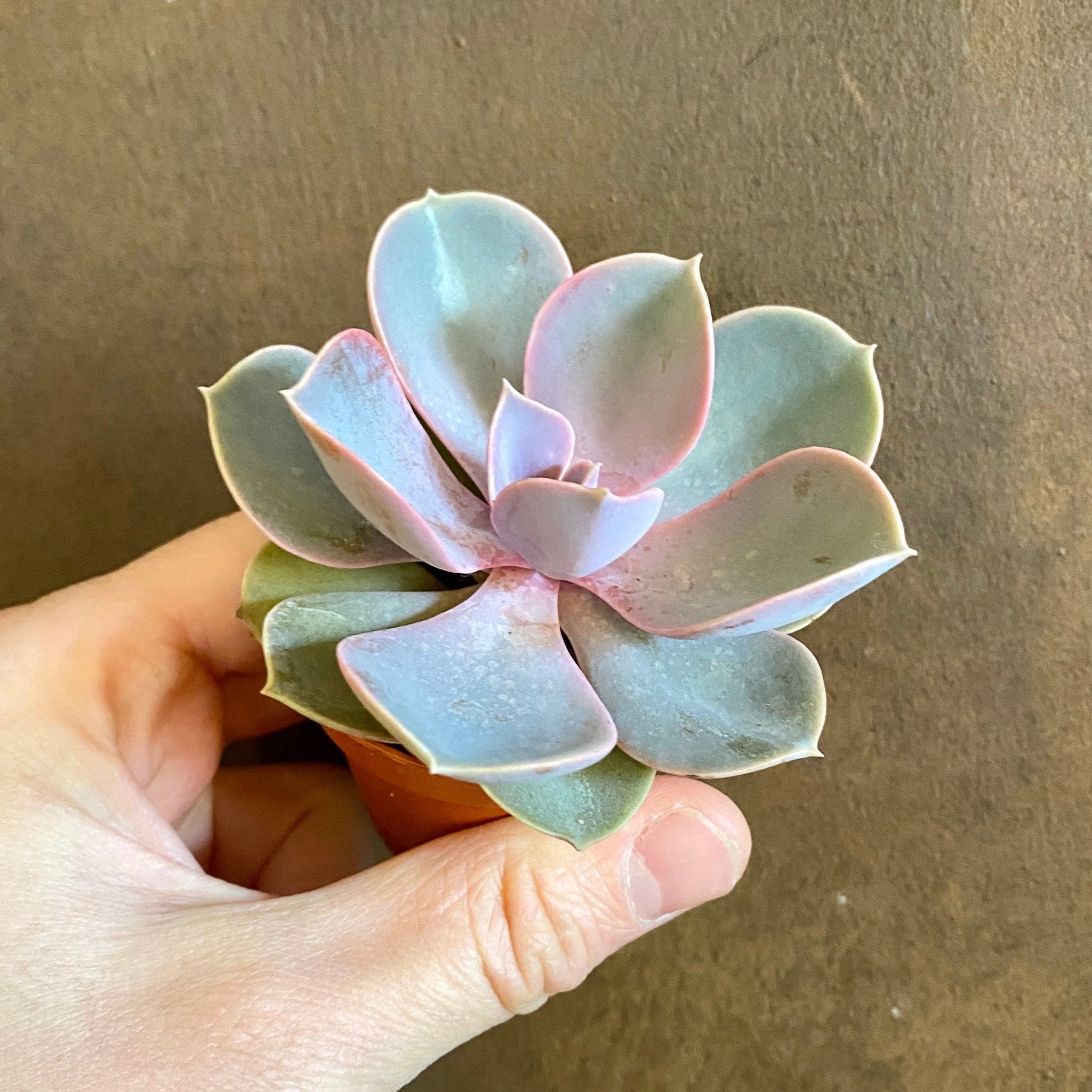 Echeveria ‘Perle von Nurnberg’ (mini) - grow urban. UK