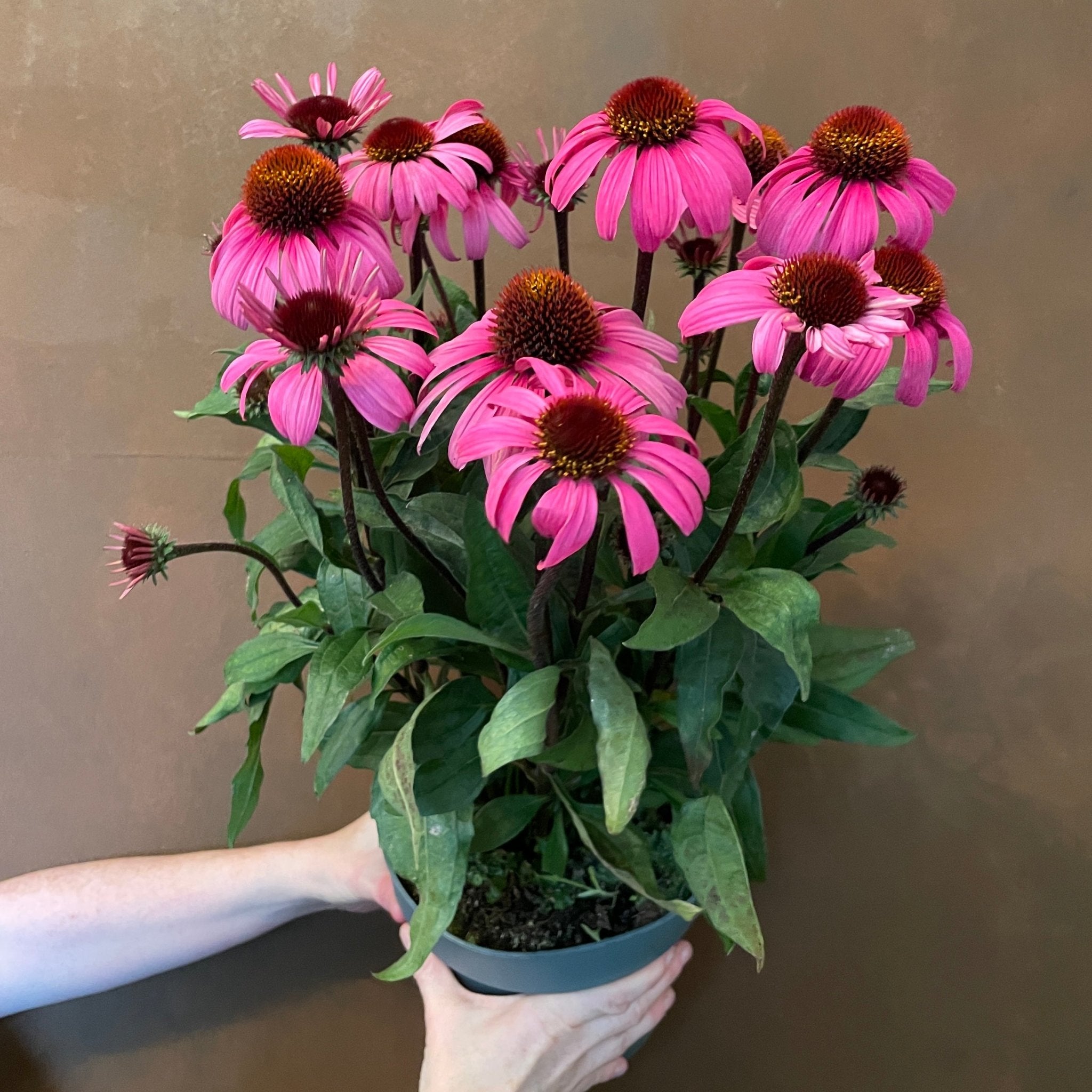 Echinacea 'Awake' - grow urban. UK