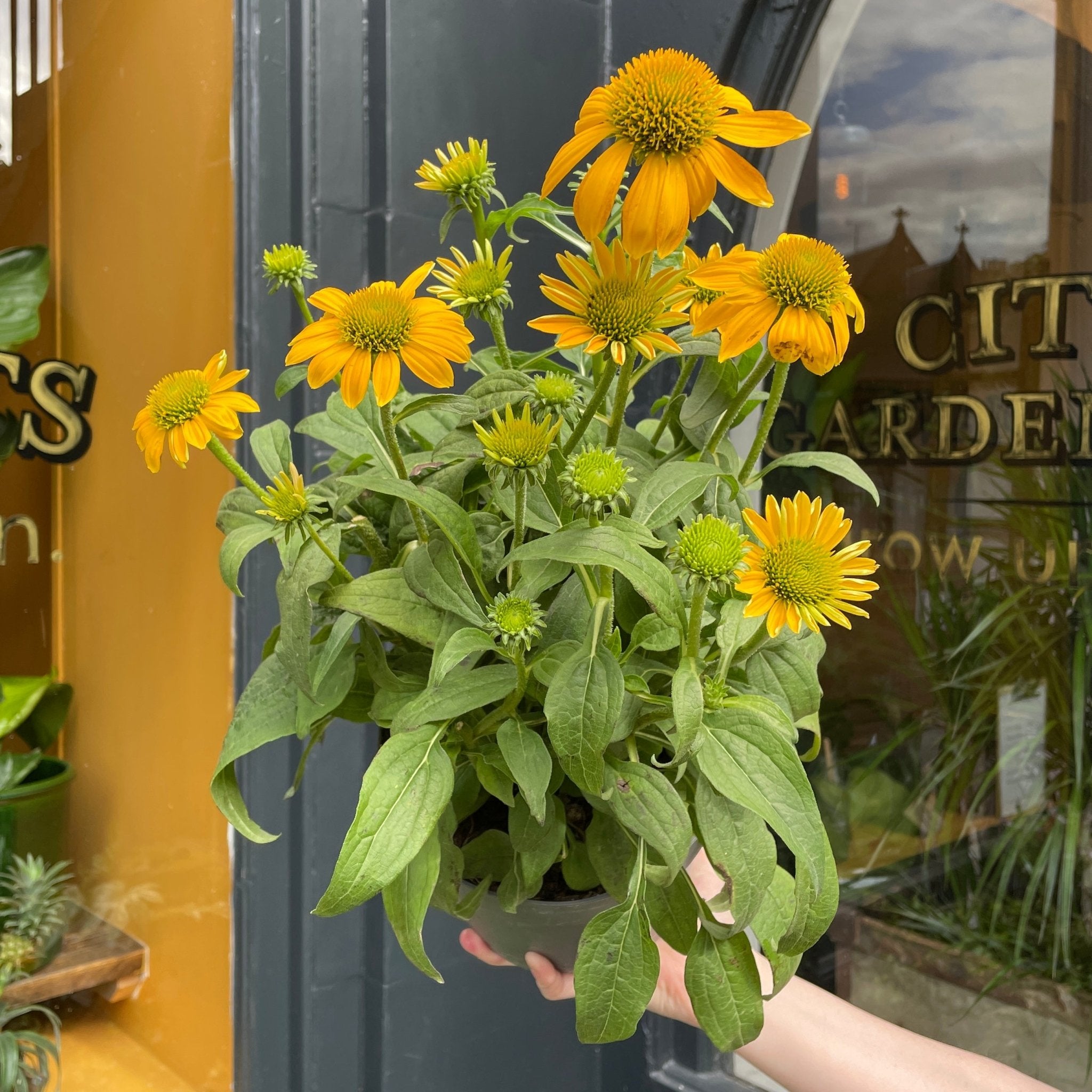 Echinacea 'Motivation' - grow urban. UK