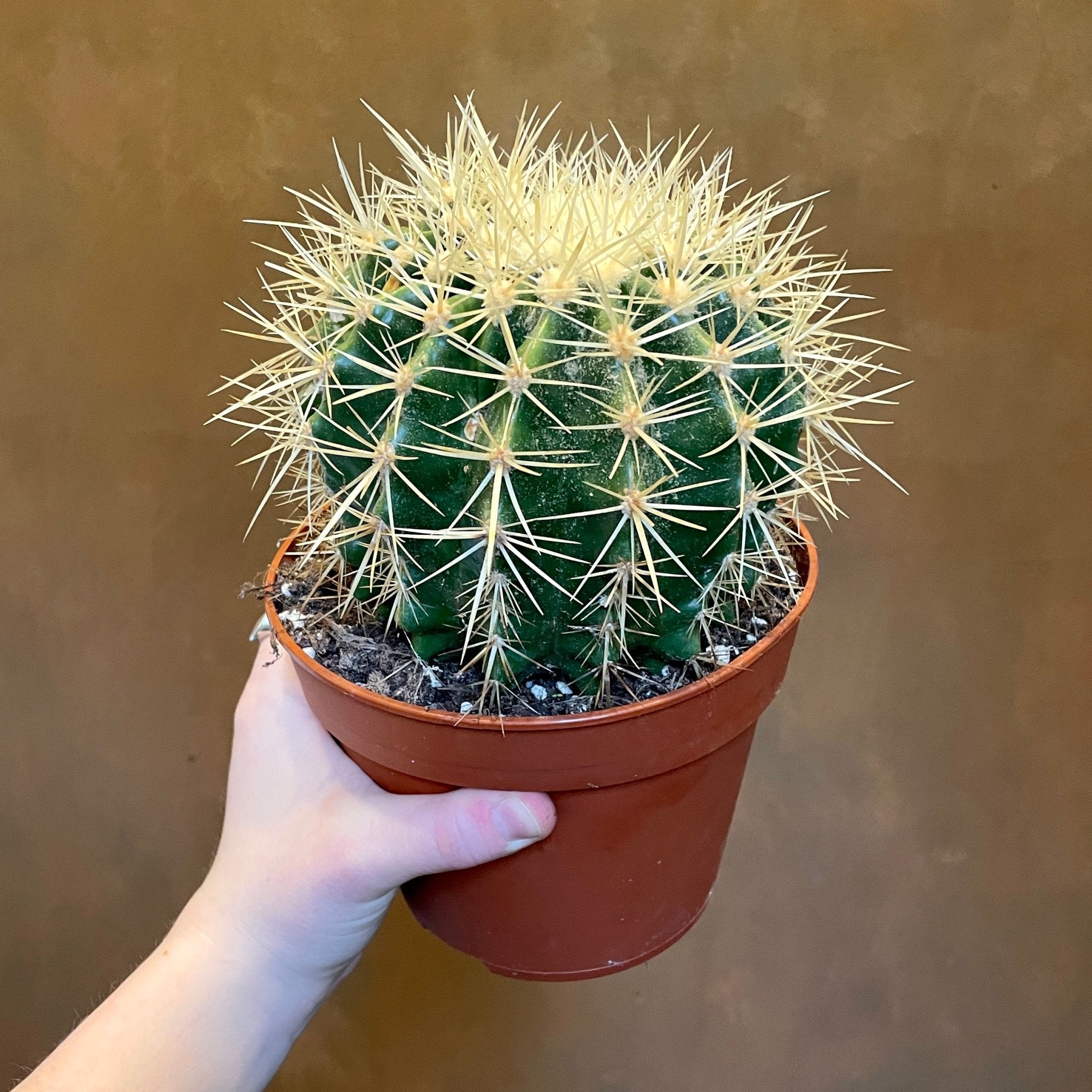Echinocactus grusonii - grow urban. UK