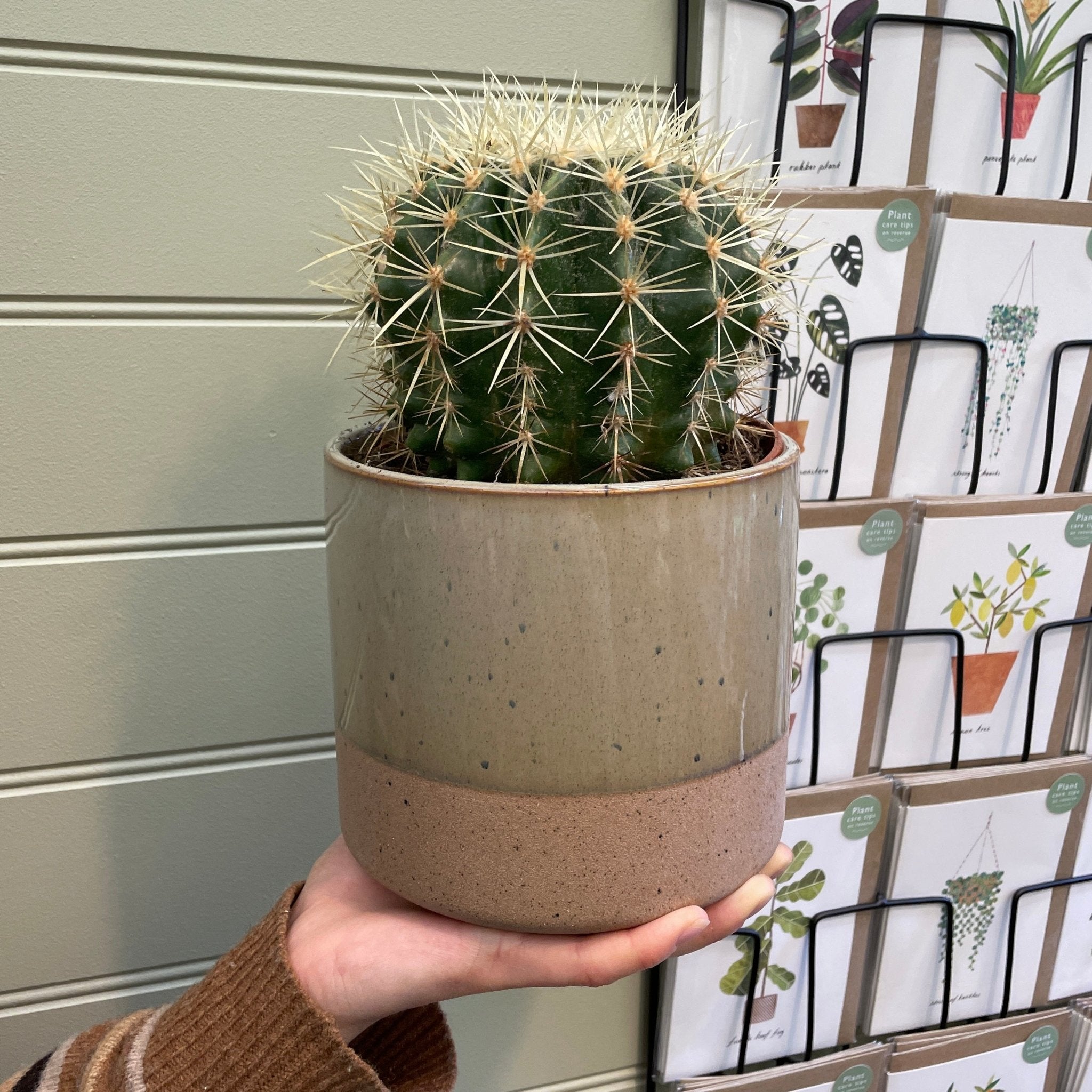 Echinocactus grusonii - grow urban. UK