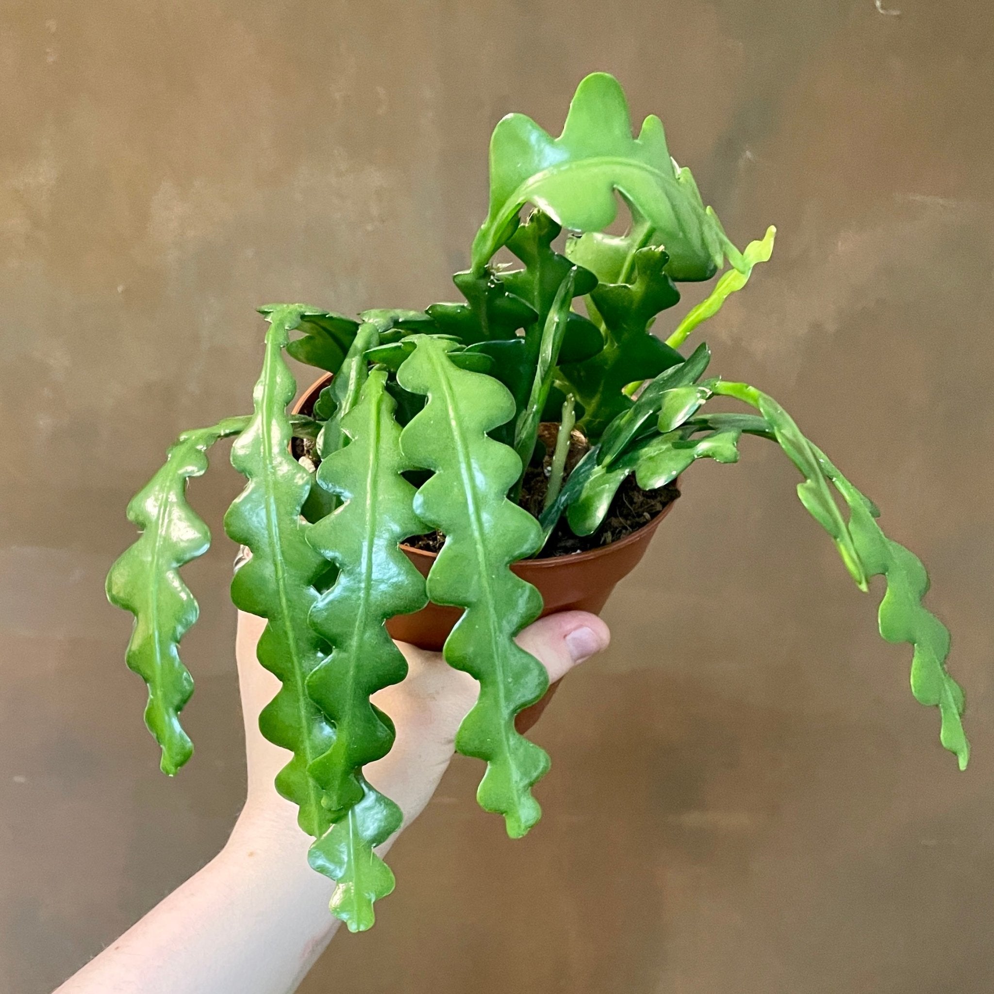 Epiphyllum anguliger (12cm pot) - grow urban. UK