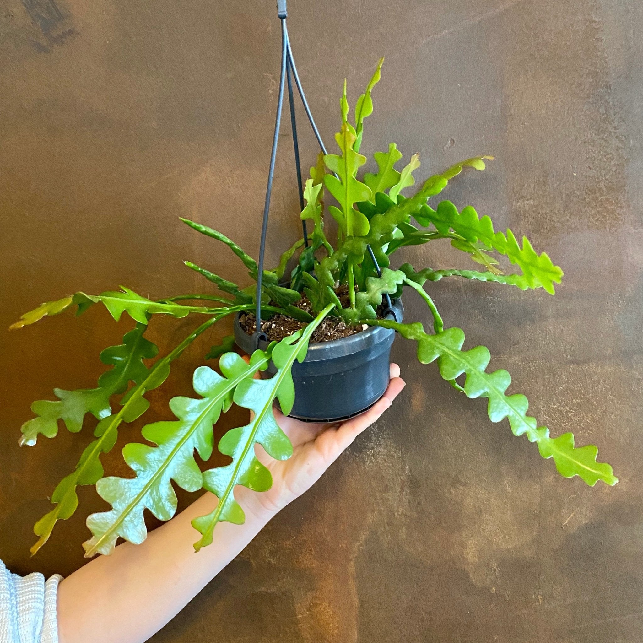 Epiphyllum anguliger - grow urban. UK