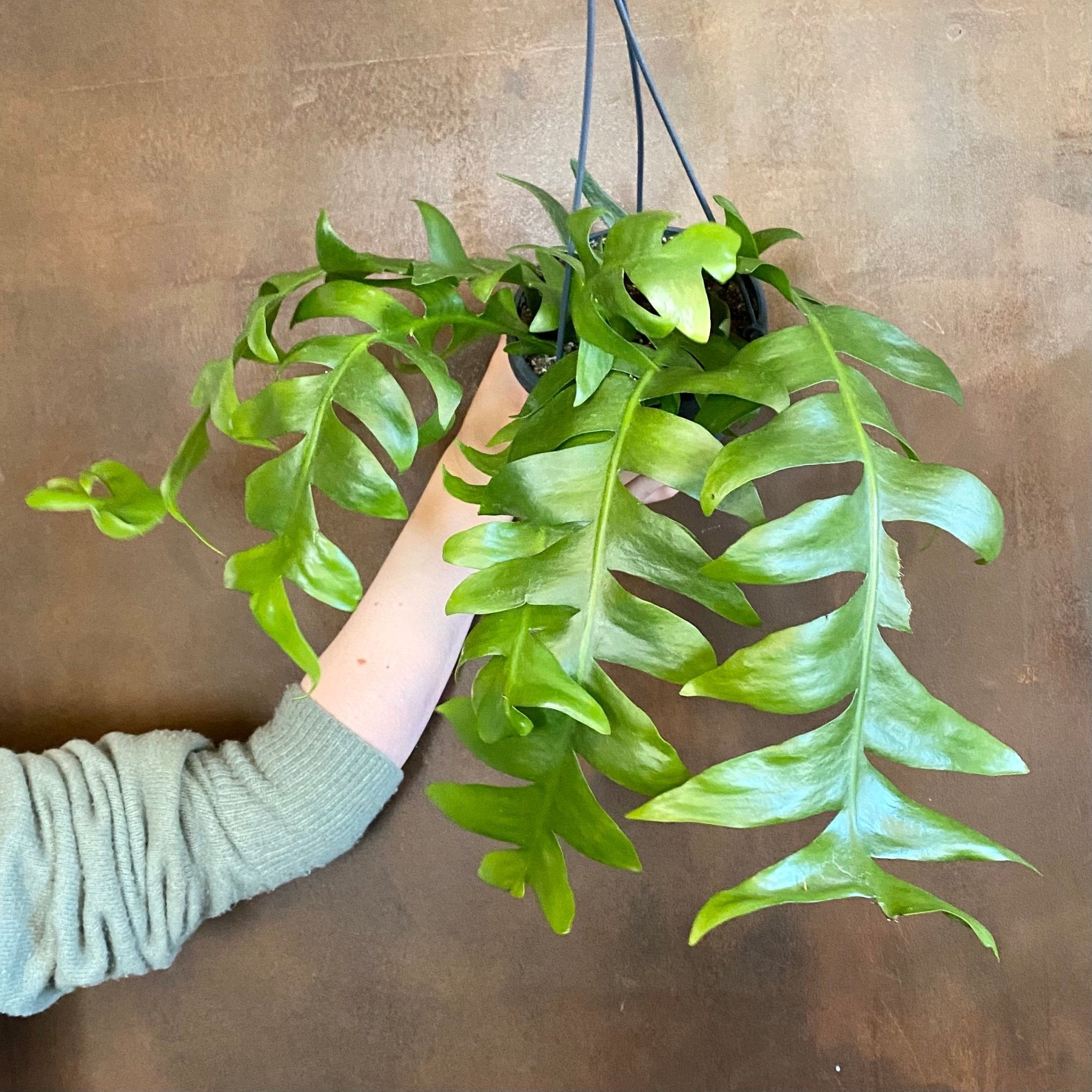 Epiphyllum chrysocardium - grow urban. UK