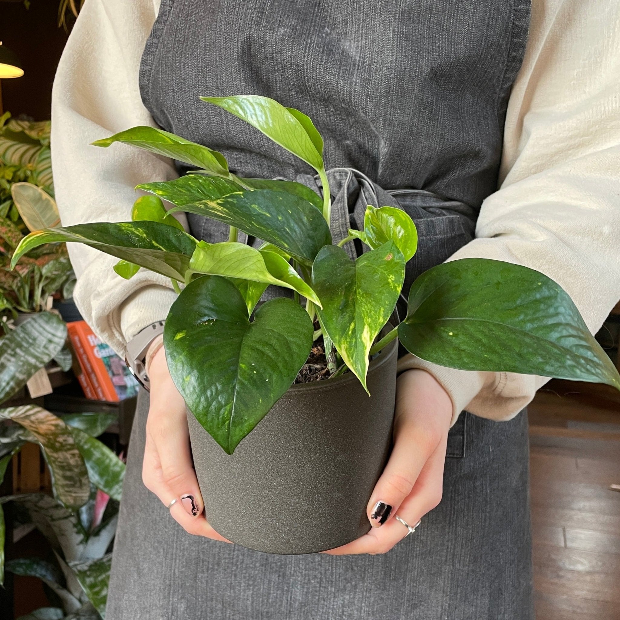 Epipremnum aureum - grow urban. UK