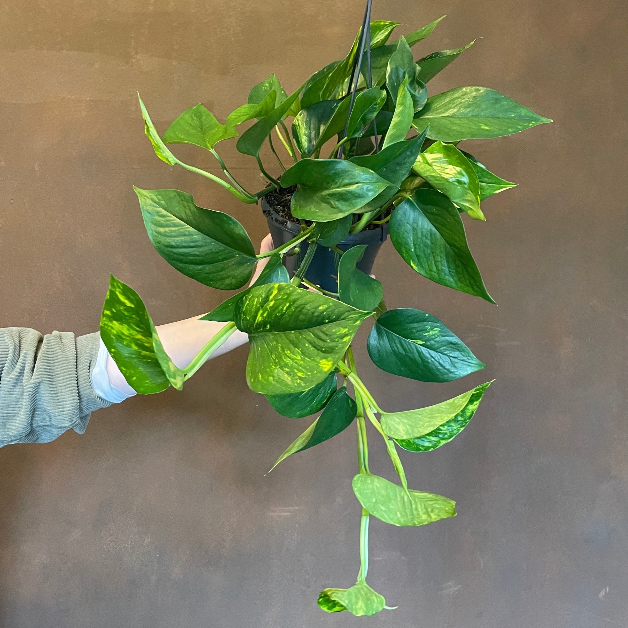 Epipremnum aureum (15cm hangpot) - grow urban. UK