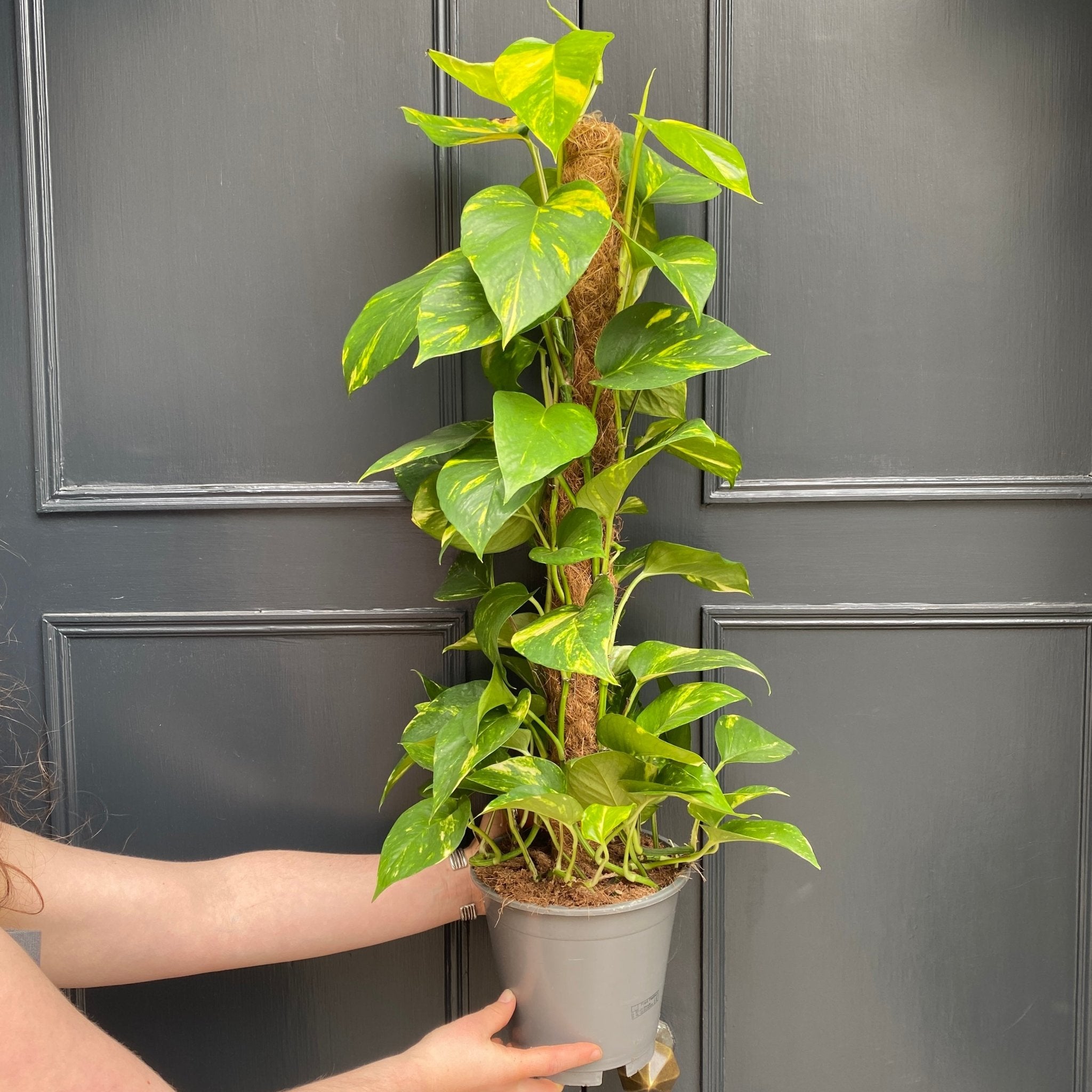 Epipremnum aureum (80cm) - grow urban. UK