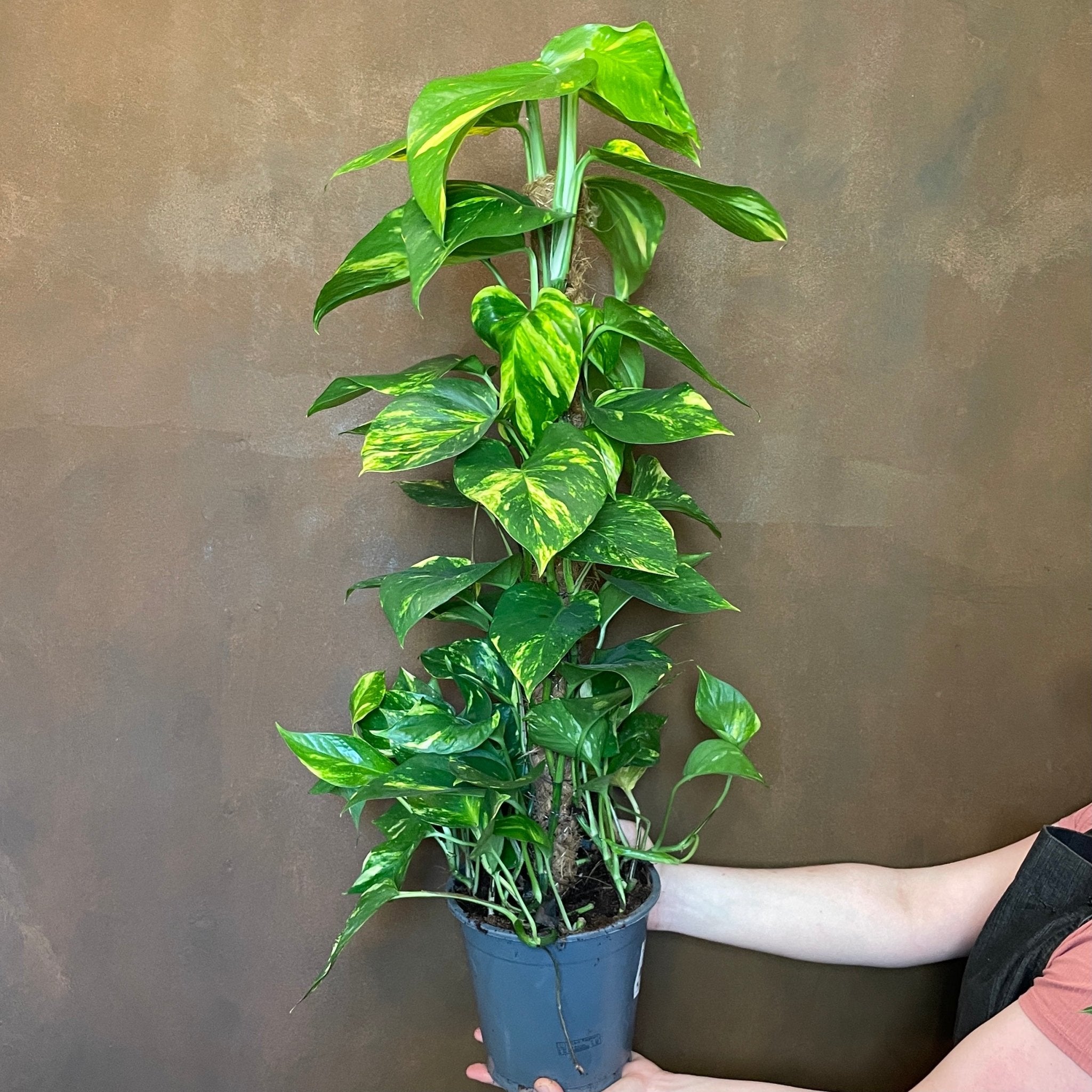 Epipremnum aureum (80cm) - grow urban. UK