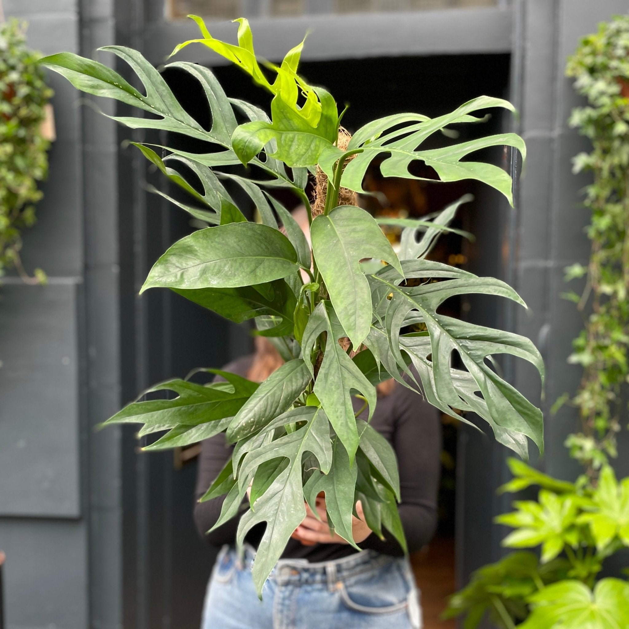 Epipremnum 'Baltic Blue' - grow urban. UK