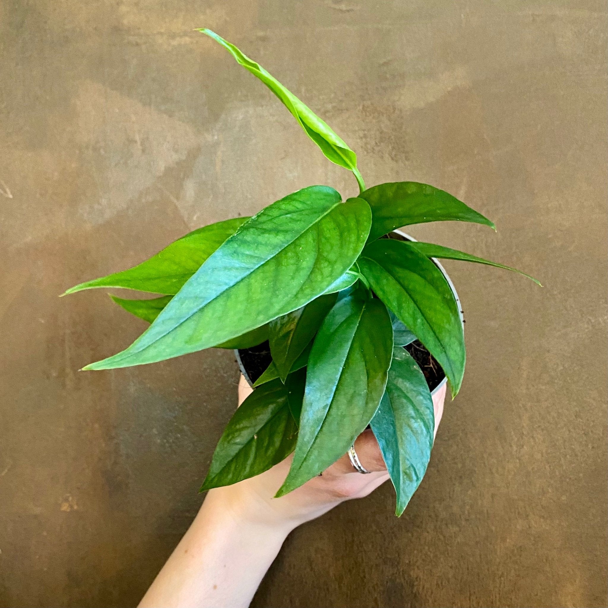 Epipremnum ‘Blue Form’ (12cm pot) - grow urban. UK