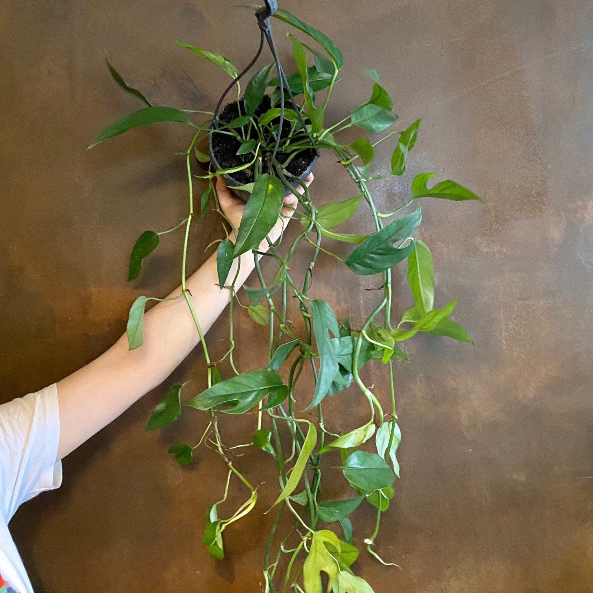 Epipremnum ‘Blue Form’ (hangpot) - grow urban. UK