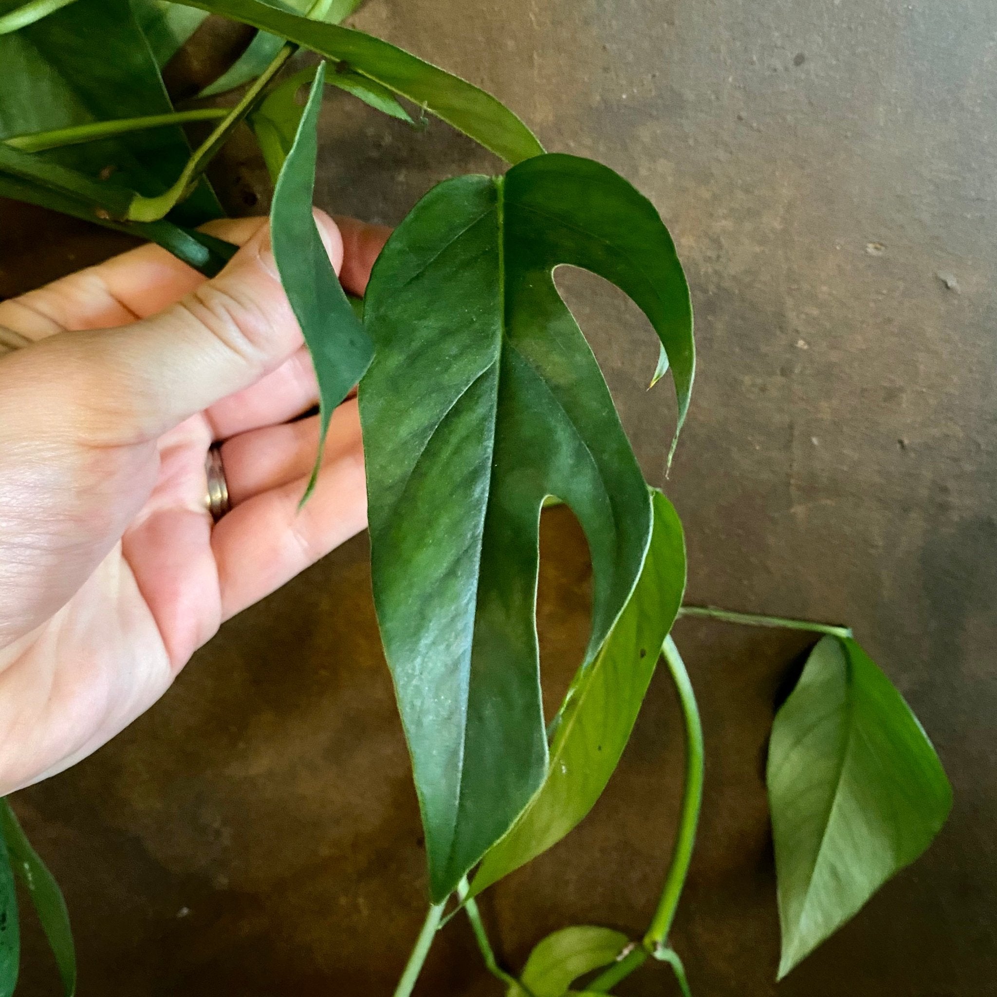 Epipremnum ‘Blue Form’ (hangpot) - grow urban. UK