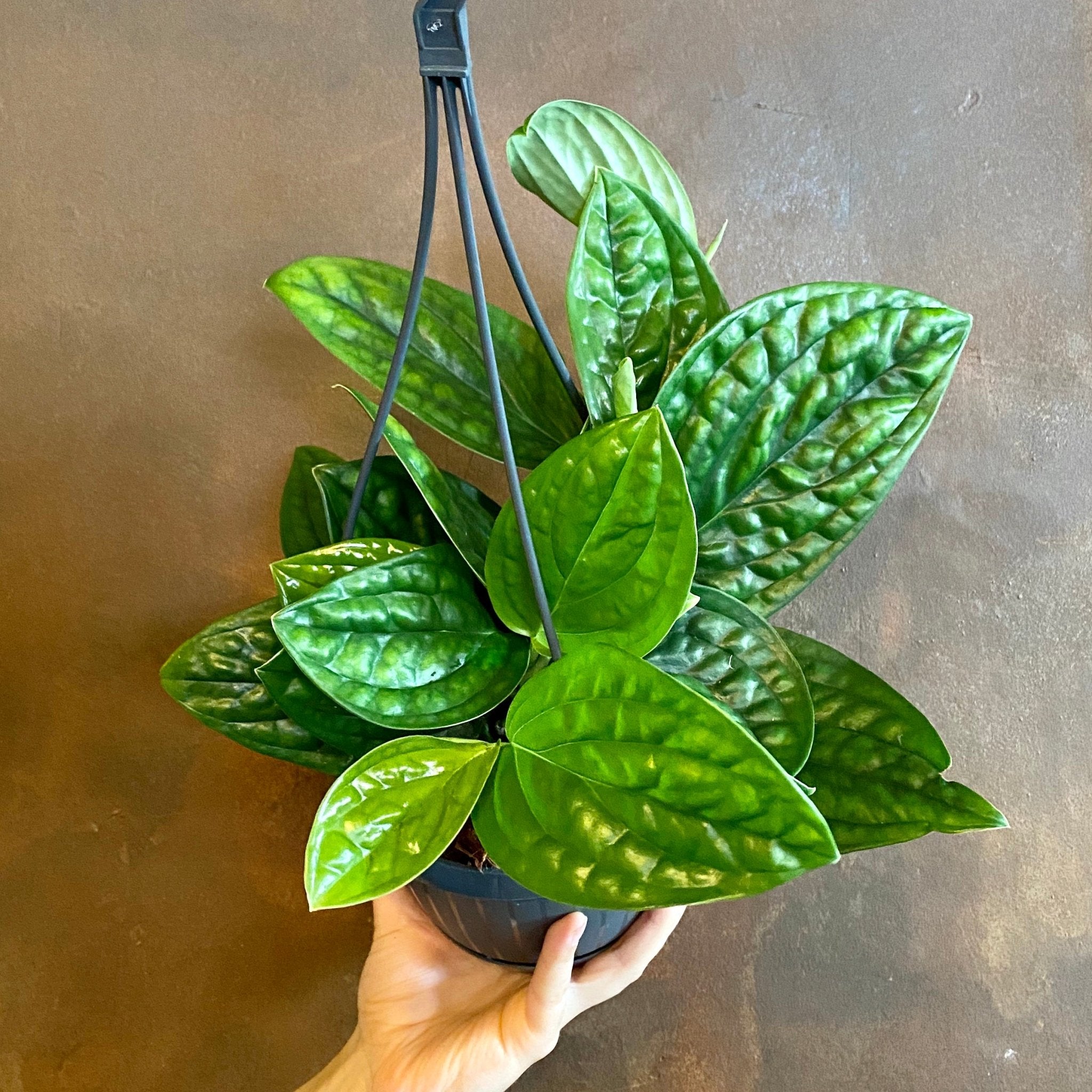 Epipremnum ‘Marble Planet’ (hangpot) - grow urban. UK