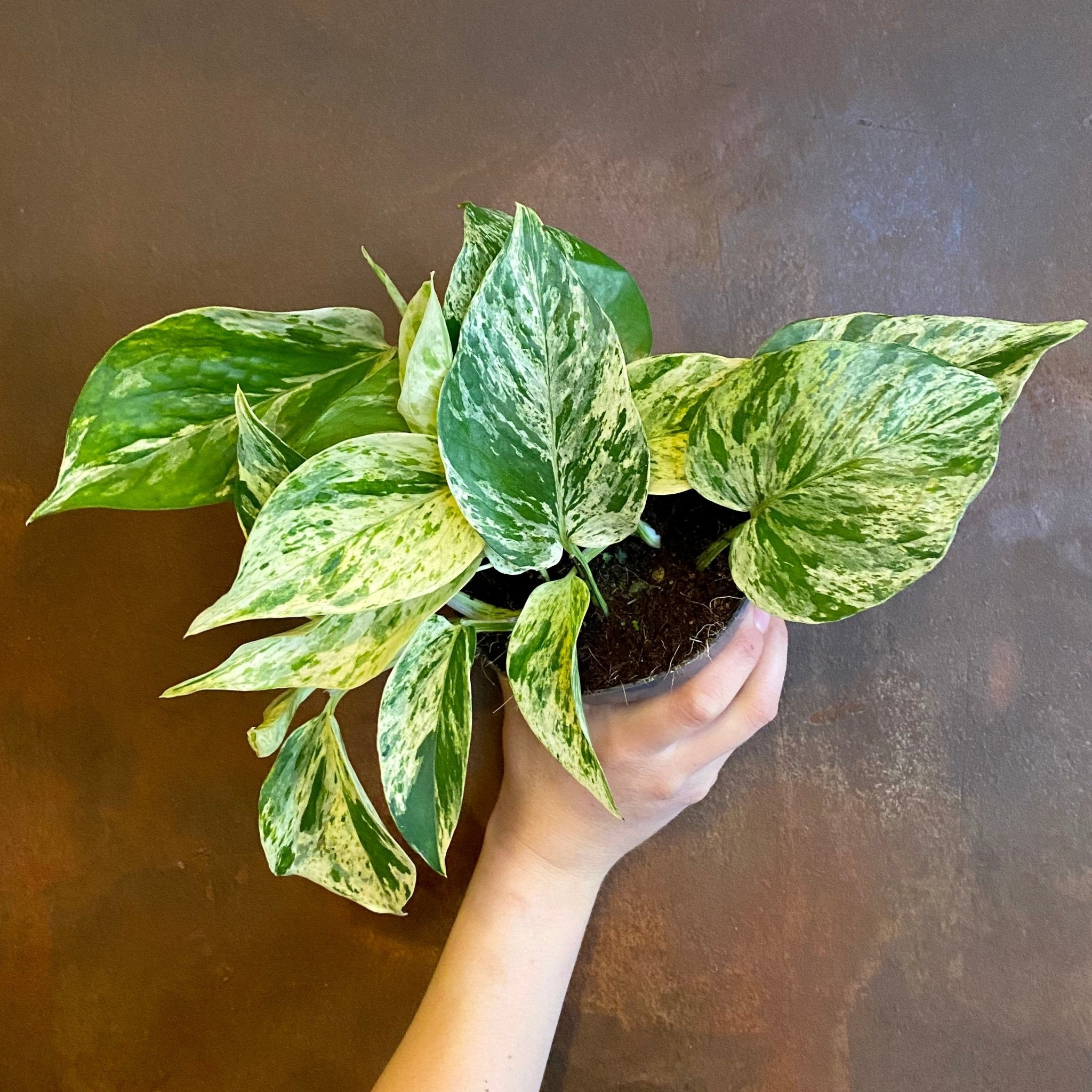 Epipremnum ‘Marble Queen’ - grow urban. UK