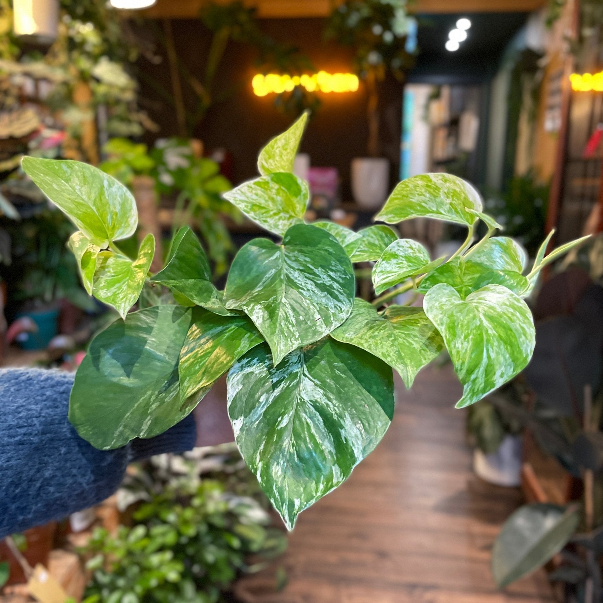 Epipremnum ‘Marble Queen’ - grow urban. UK