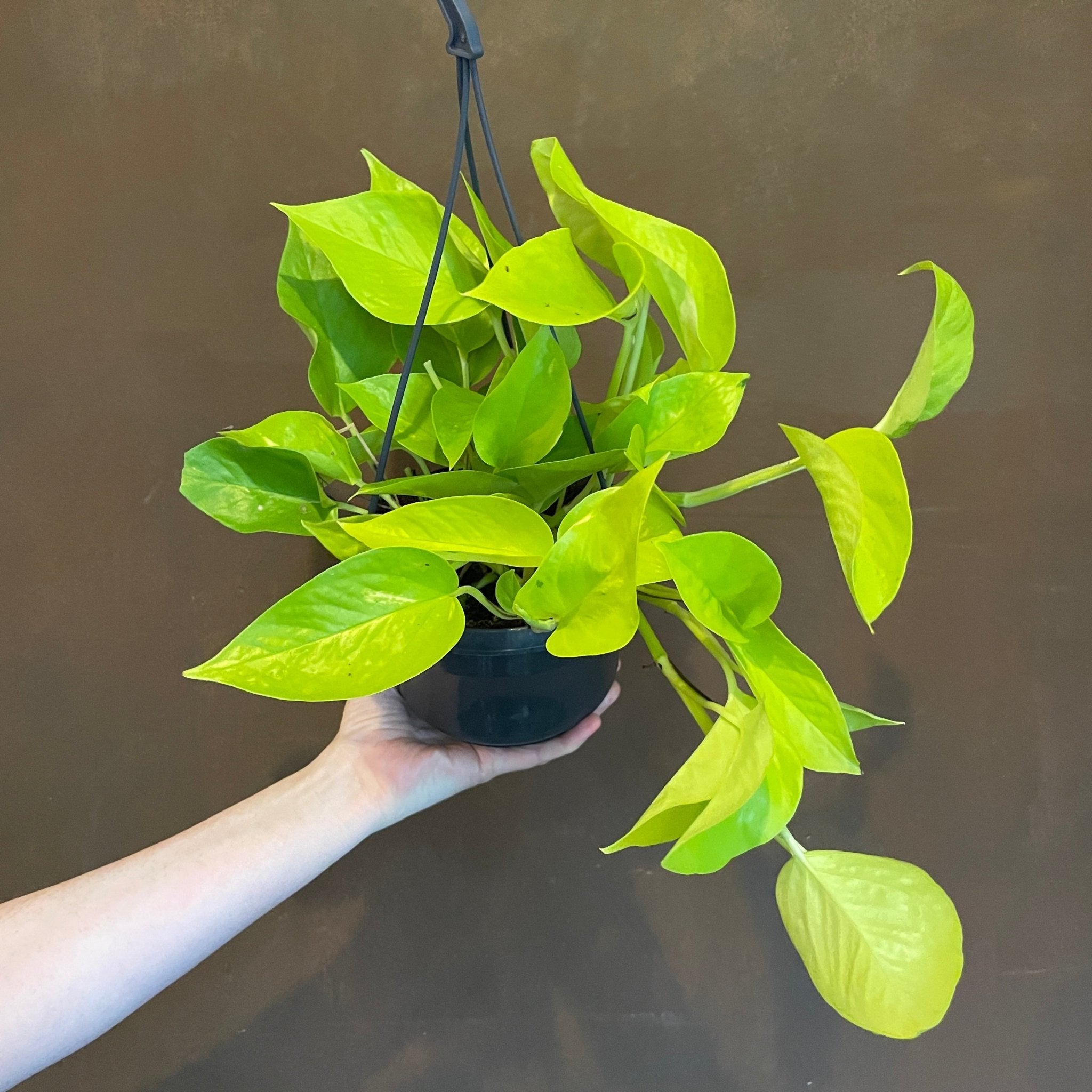 Epipremnum ‘Neon’ (hangpot) - grow urban. UK