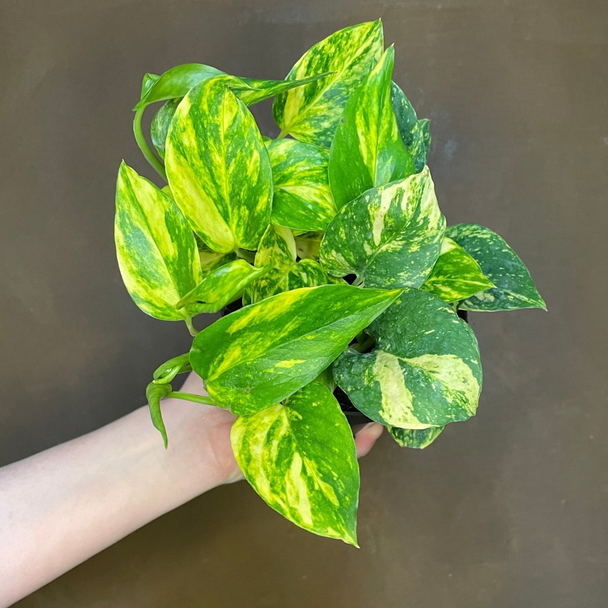 Epipremnum ‘N’Joy Gold’ - grow urban. UK