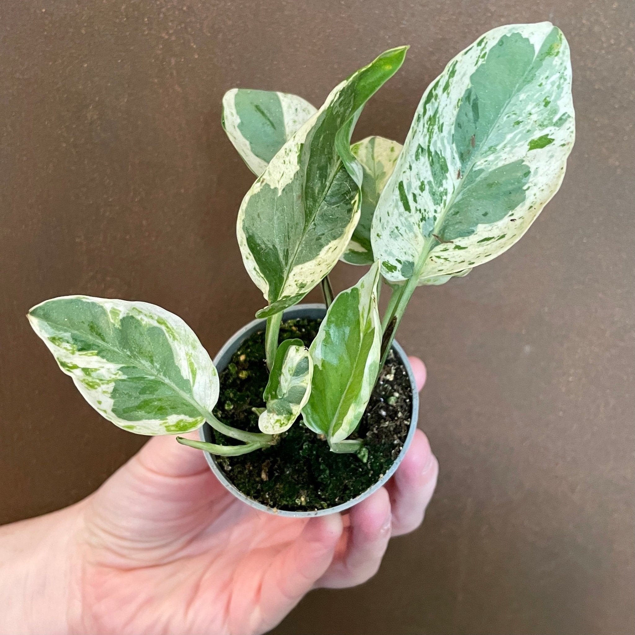 Epipremnum 'Pearls & Jade' - grow urban. UK