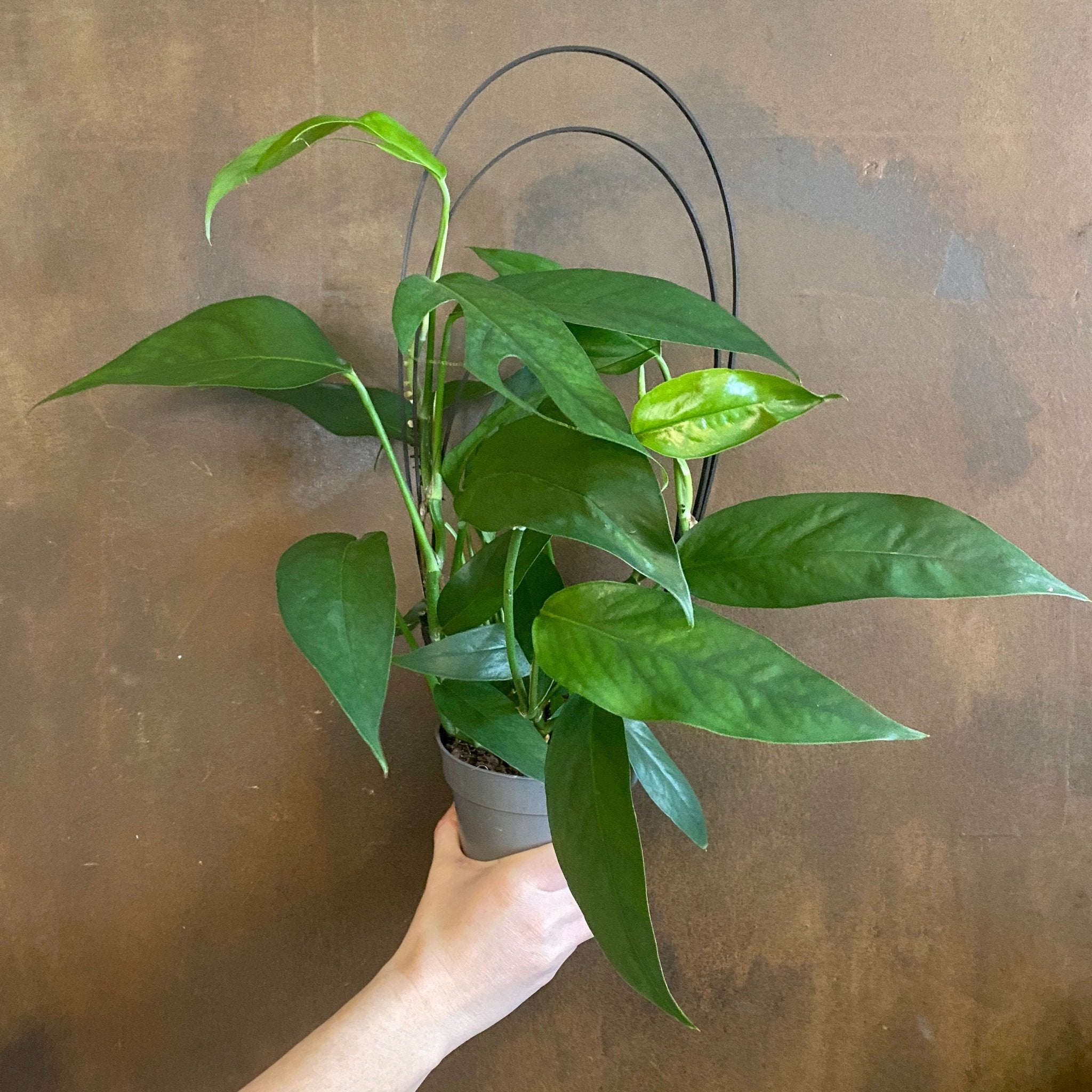 Epipremnum pinnatum ‘Blue Form’ (12cm pot) - grow urban. UK