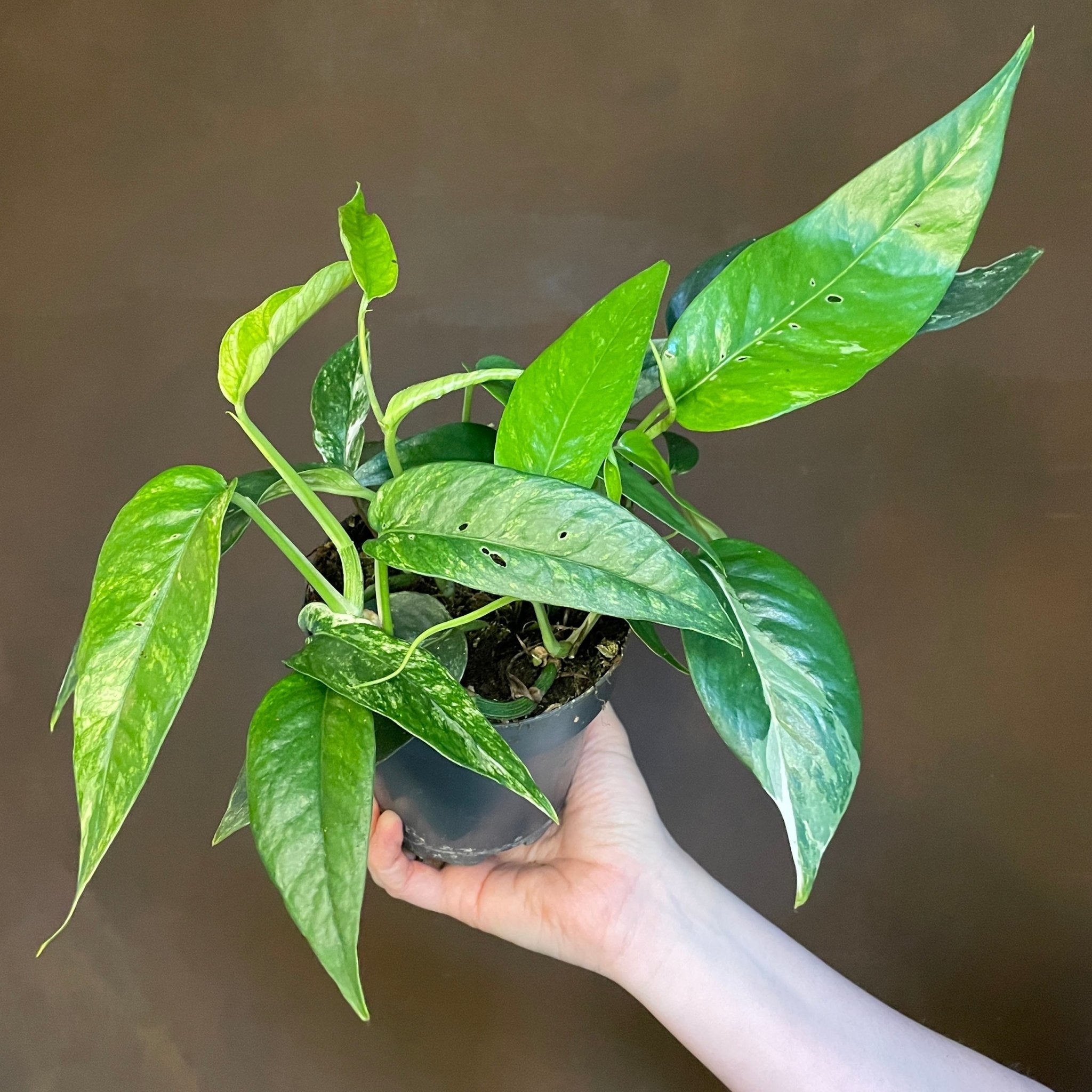 Epipremnum pinnatum ‘Variegata’ - grow urban. UK