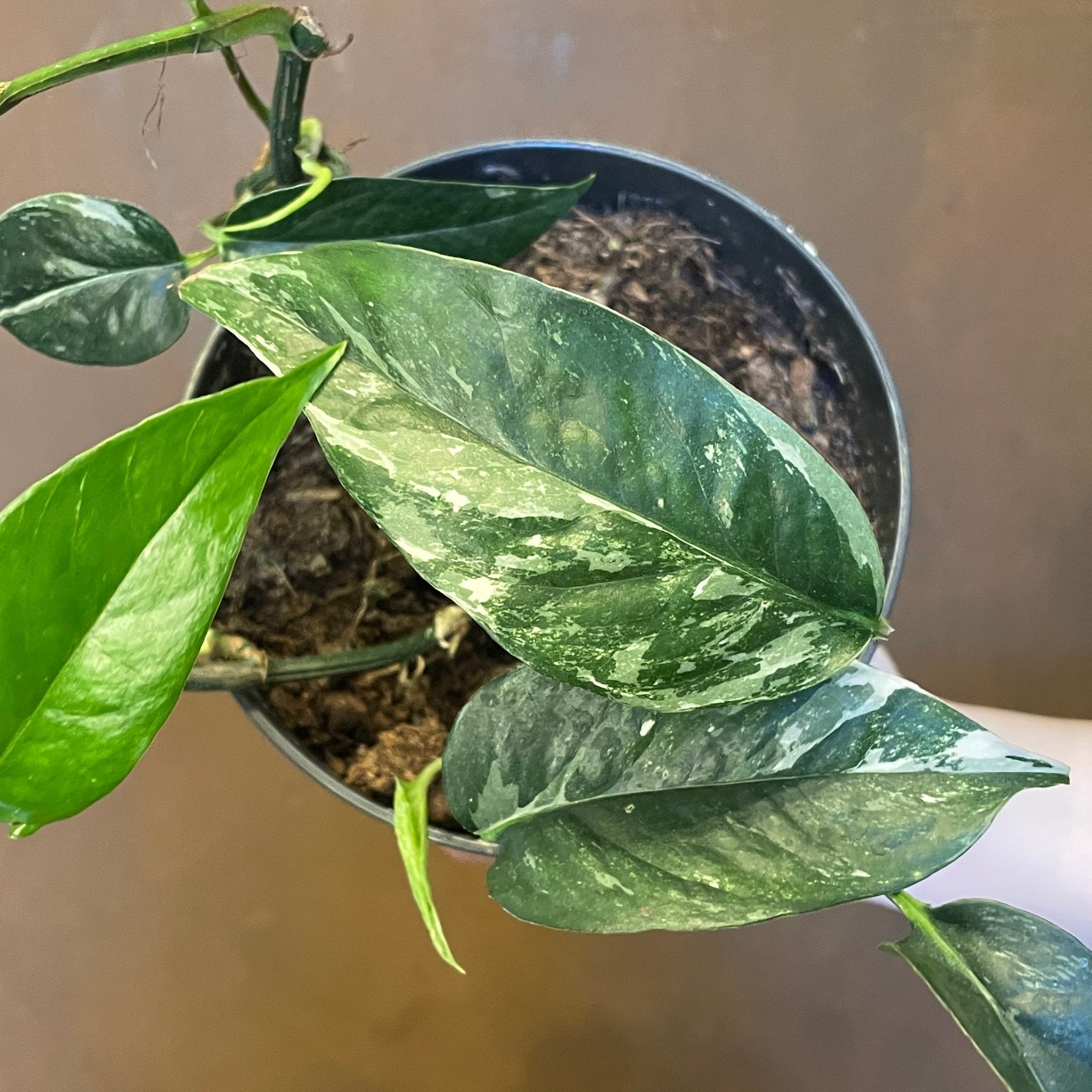 Epipremnum pinnatum ‘Variegata’ - grow urban. UK